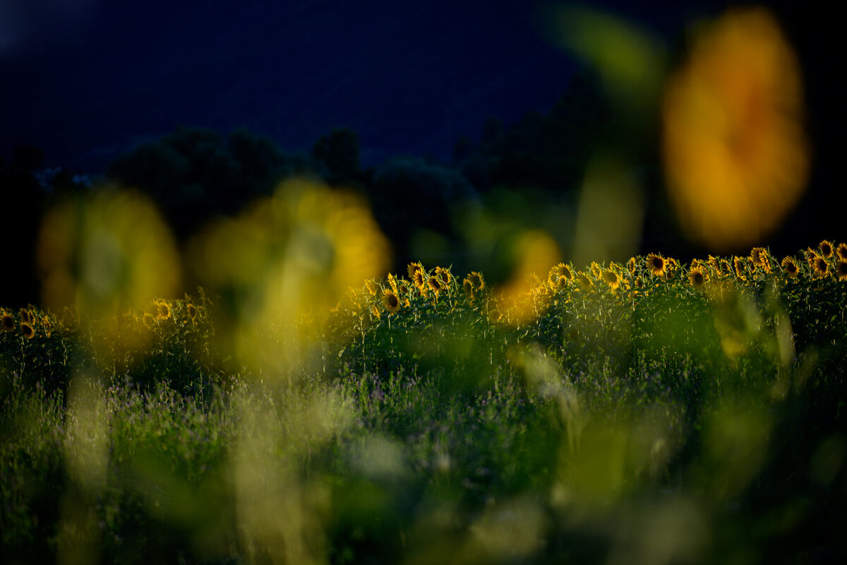 Sunflowers in Umbria Italy July 2020.jpg