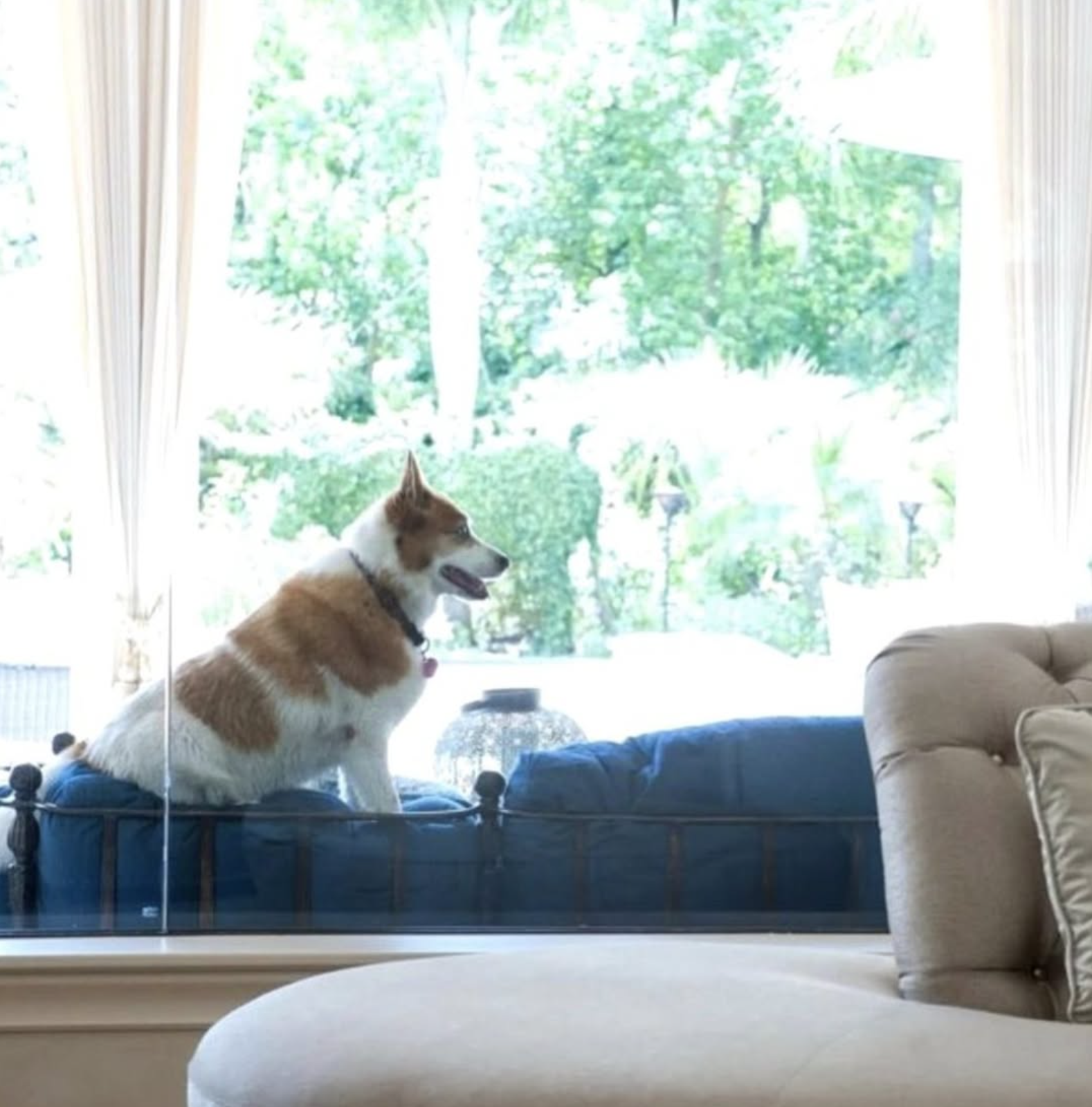 The Best Dog-Friendly Design Ideas