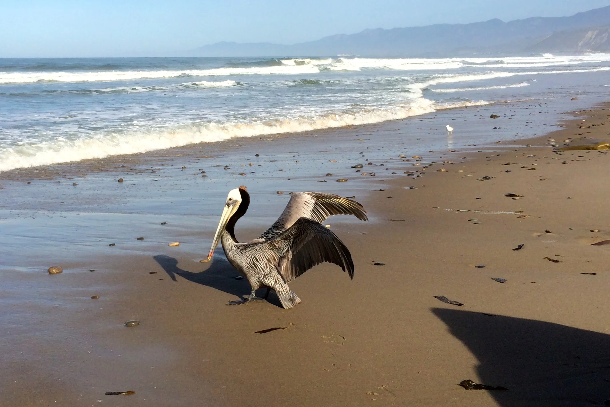 This pelican was not in the mood to be moved by my insistence to continue down the narrow strip of beach we were sharing, but he grumpily waddled aside and let me pass.