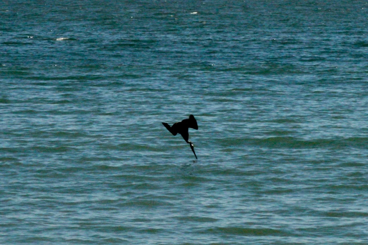 Photo with my Canon with a medium-large scope on it. In the evening, the water at Aptos becomes a fishy battle ground, with birds diving into the water like missiles and scooping up victims, leaving little splashy explosions in their wake. Like Birdemic with watery explosions instead of explody explosions.
