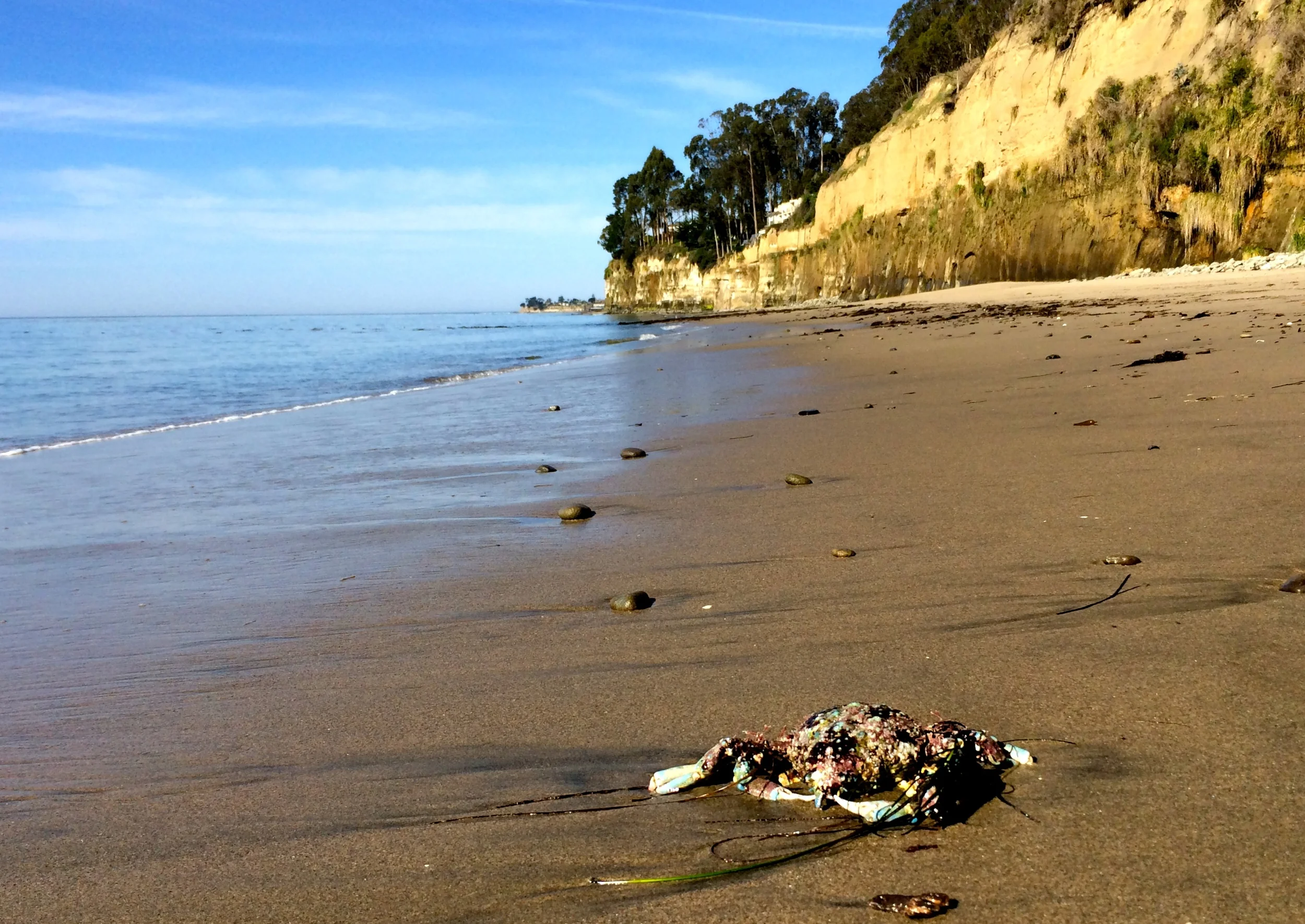 Okay, yes, there is a dead crab in the foreground, but it is a colorful dead crab. Capitola in the background.