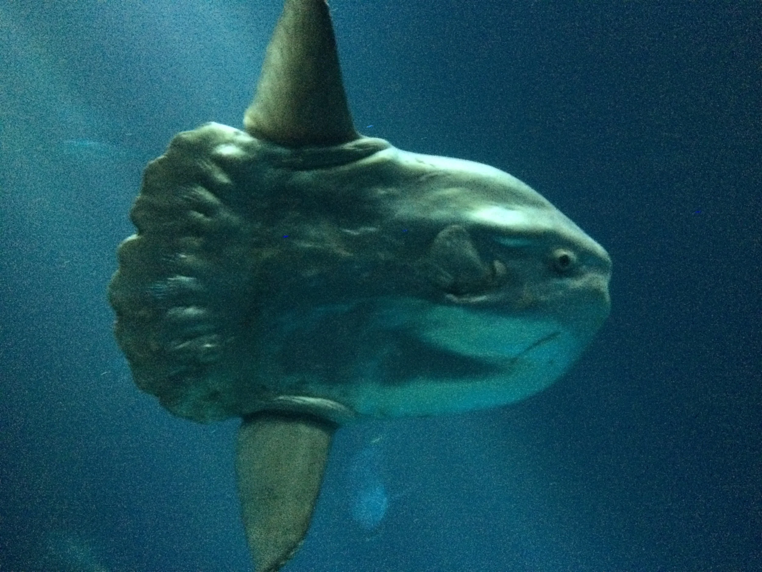 THIS IS A REAL FISH and my favorite fish in the Monterey Bay Aquarium: a Mola-Mola. It has a more scientific name but it doesn't need one. In the ocean around Hawaii, it just swims around at a toddler's pace, hoovering up jelly fish (the only thing slower than itself). Here in the aquarium, the keepers have to teach it to come when called and hand feed it because it cannot get to food just thrown into the tank before getting out-swum by all the other fish. Unfortunately, mola-molas are not known for their intelligence and some cannot remember to come when called for their hand feeding and starve. MY NEW FAVORITE FISH.