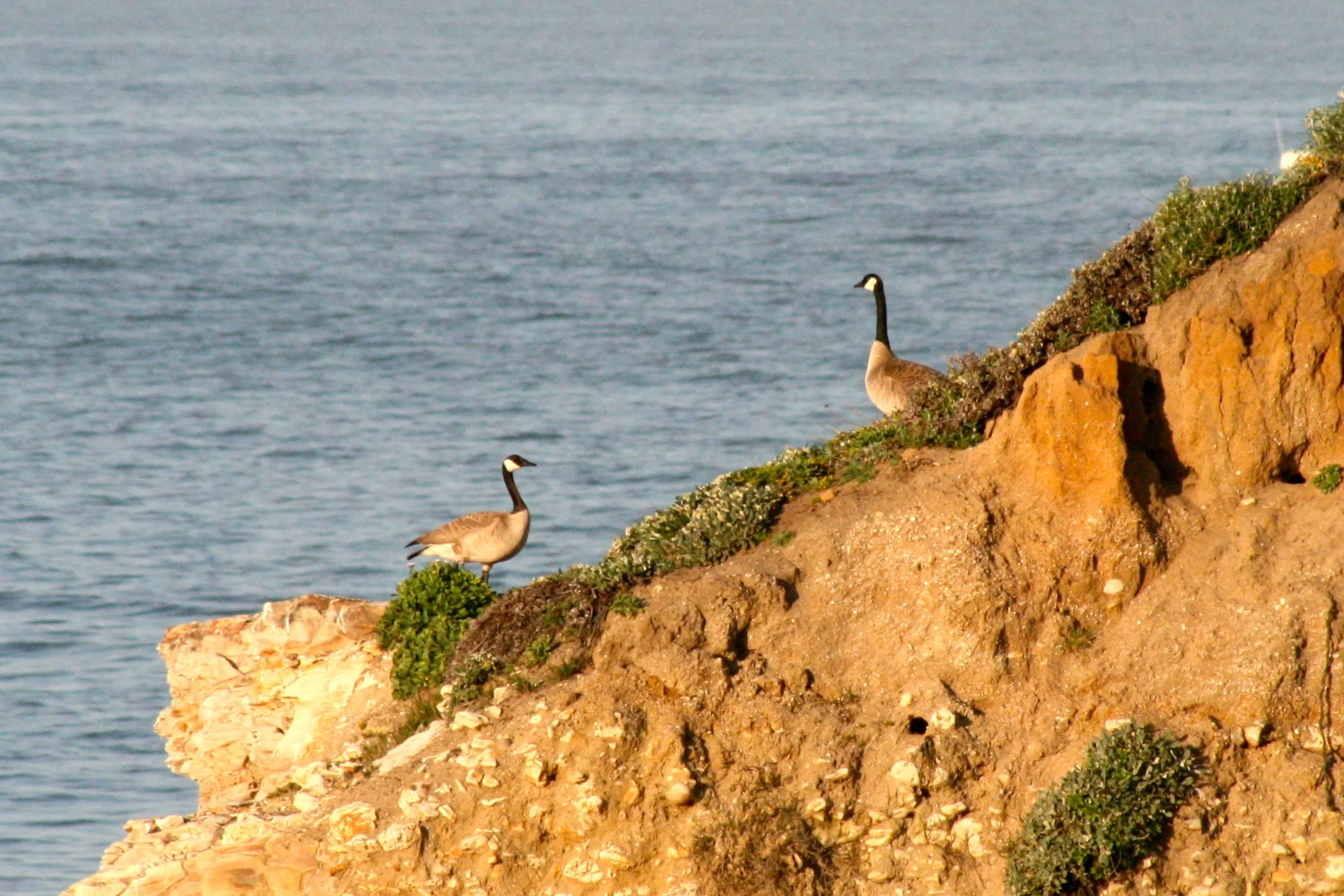 I went back to Wilder Ranch with my Canon. Here are some geese from that trip.
