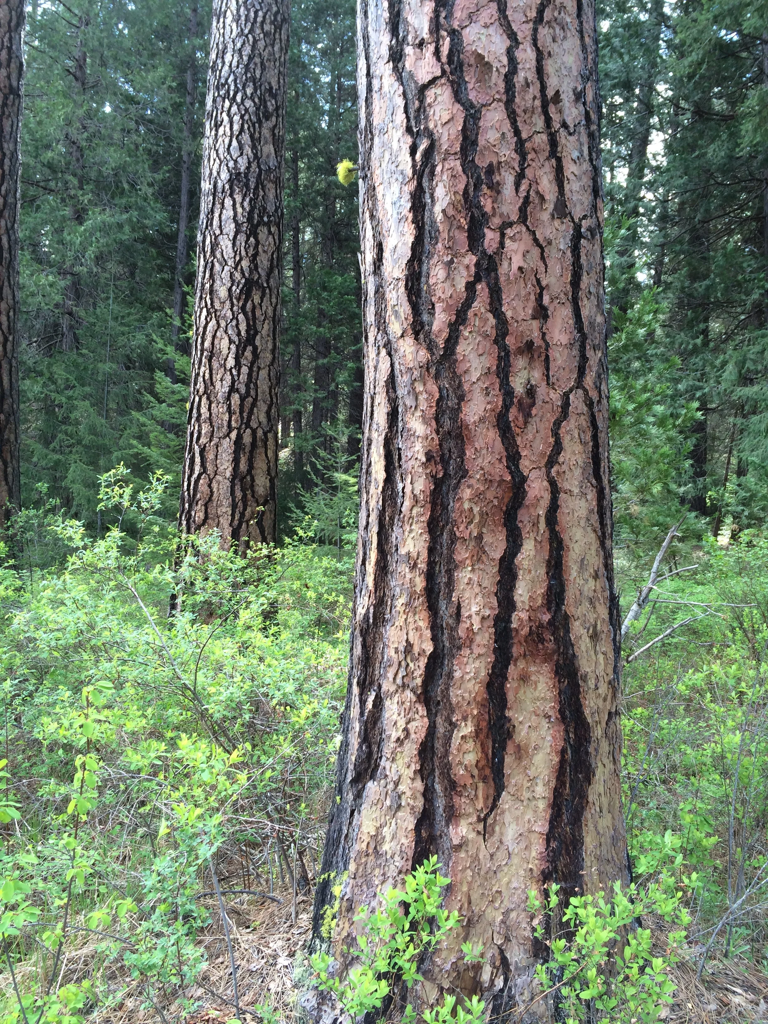 ponderosa pine (Pinus ponderosa)