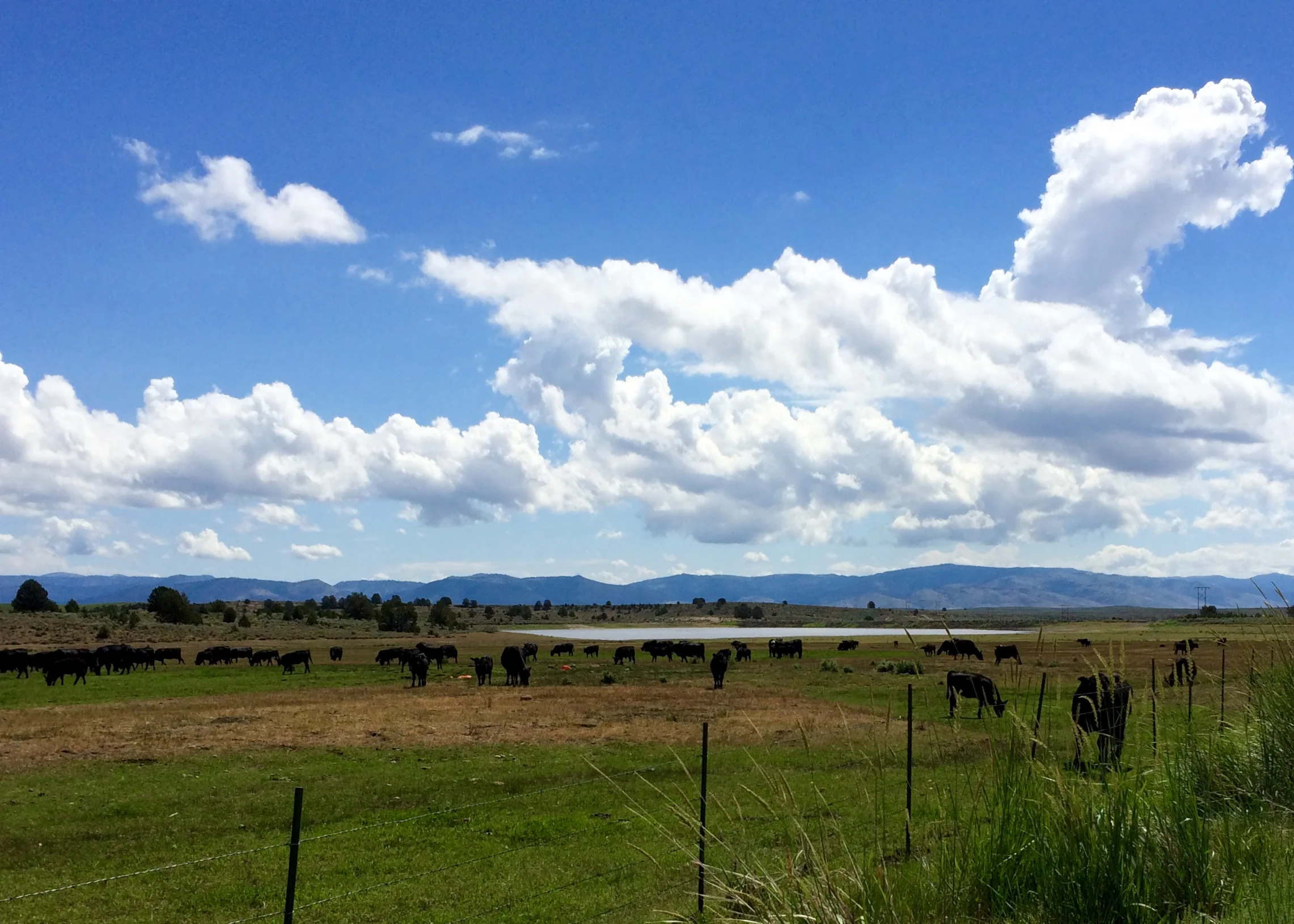Here's a shot of the ranch from the RV park (behind me). Those black things are future hamburgers.