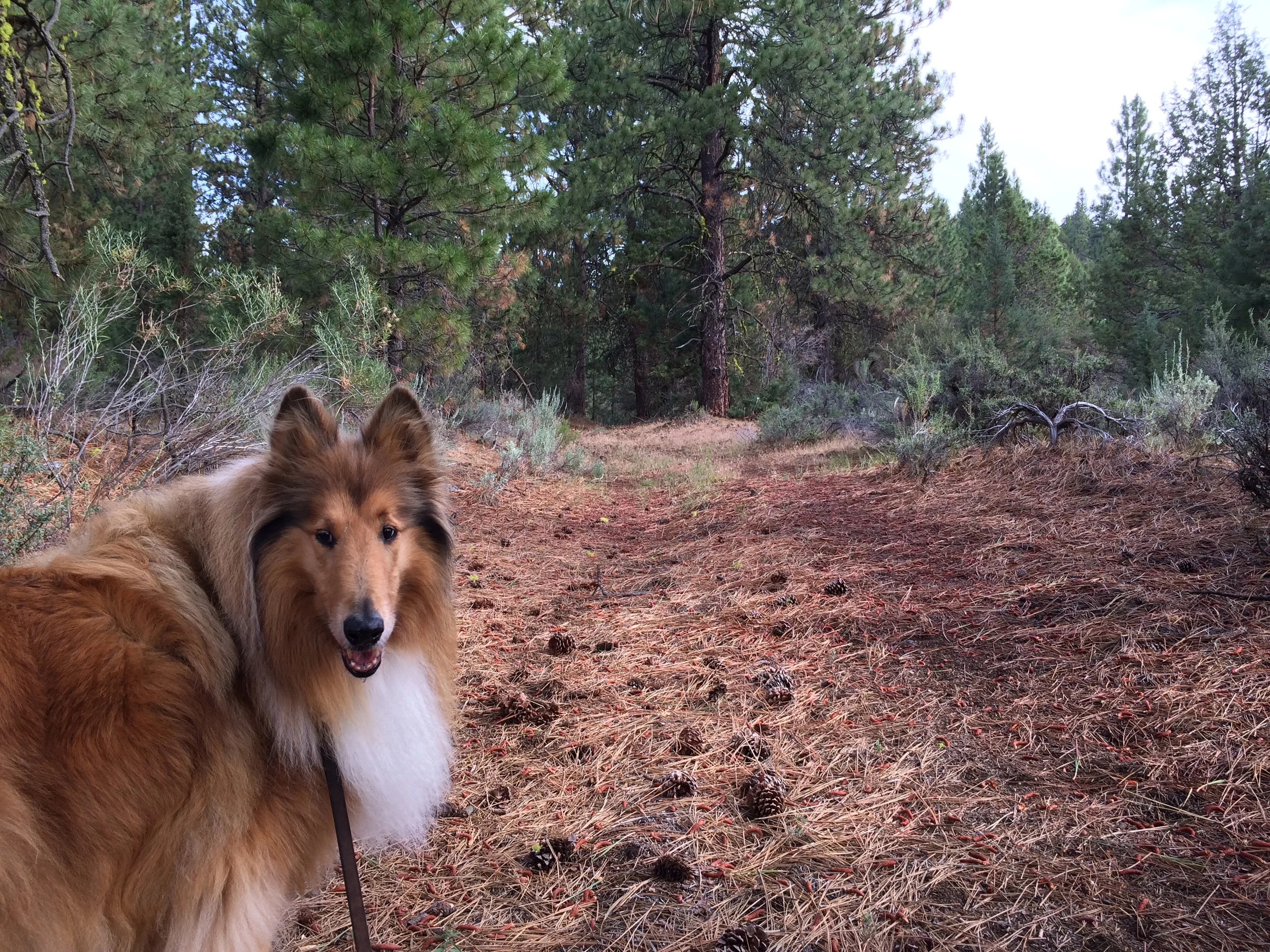 Scotty bids you to follow him.
