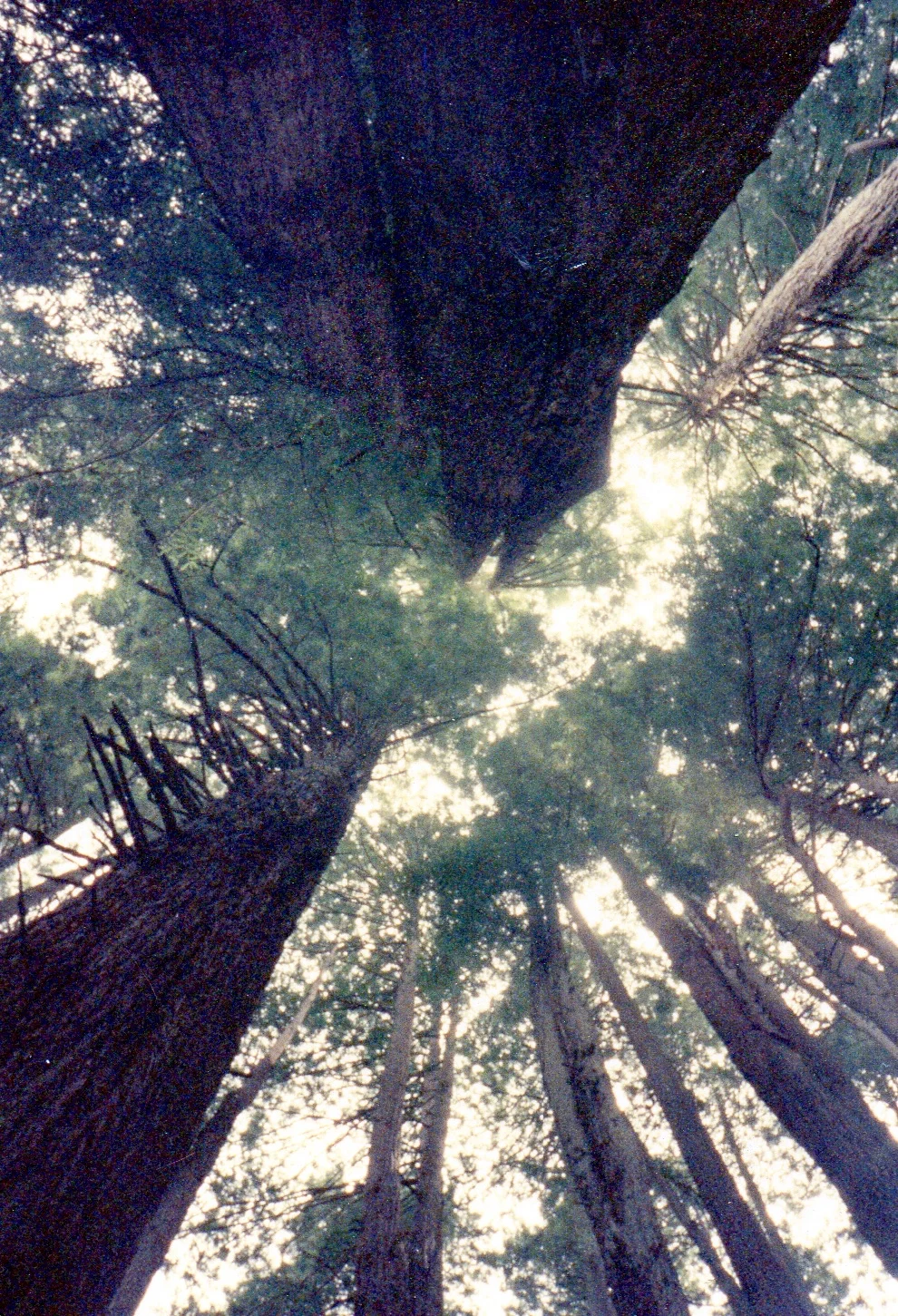 A photo of the redwoods I took in the 90s. It is the inspiration for the painting Redwoods Sky.
