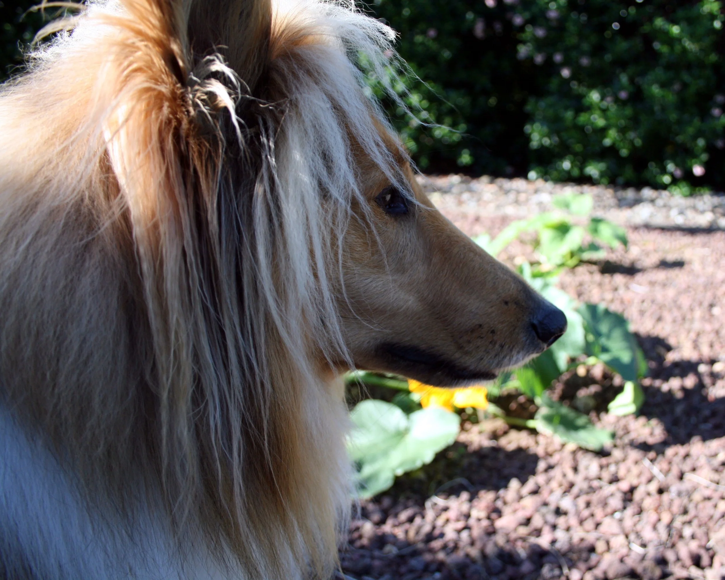 Guard Dog of the Royal Zucchini
