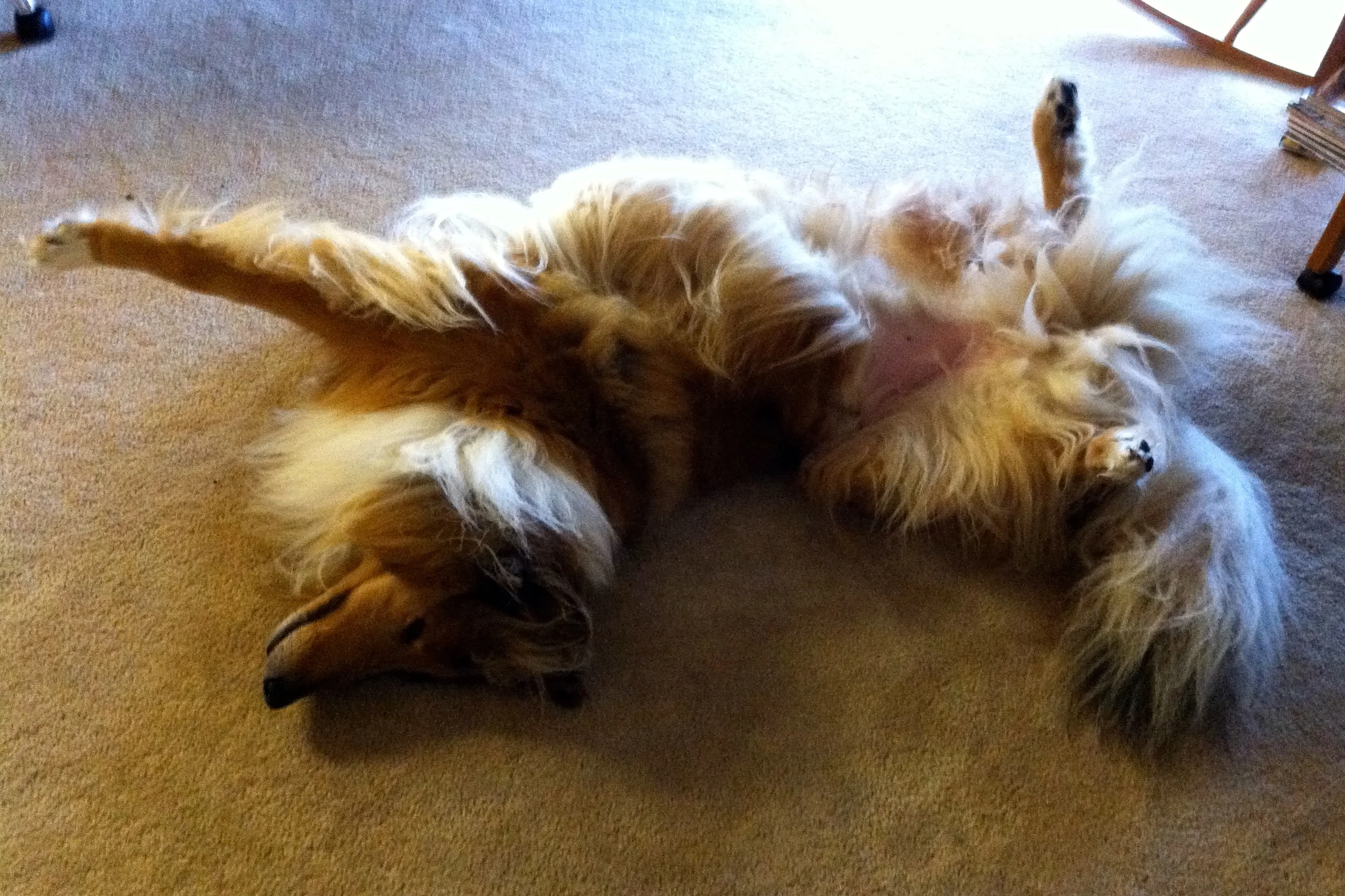 Attempting Upward Dog and Downward Dog Simultaneously is Not Recommended for Beginners