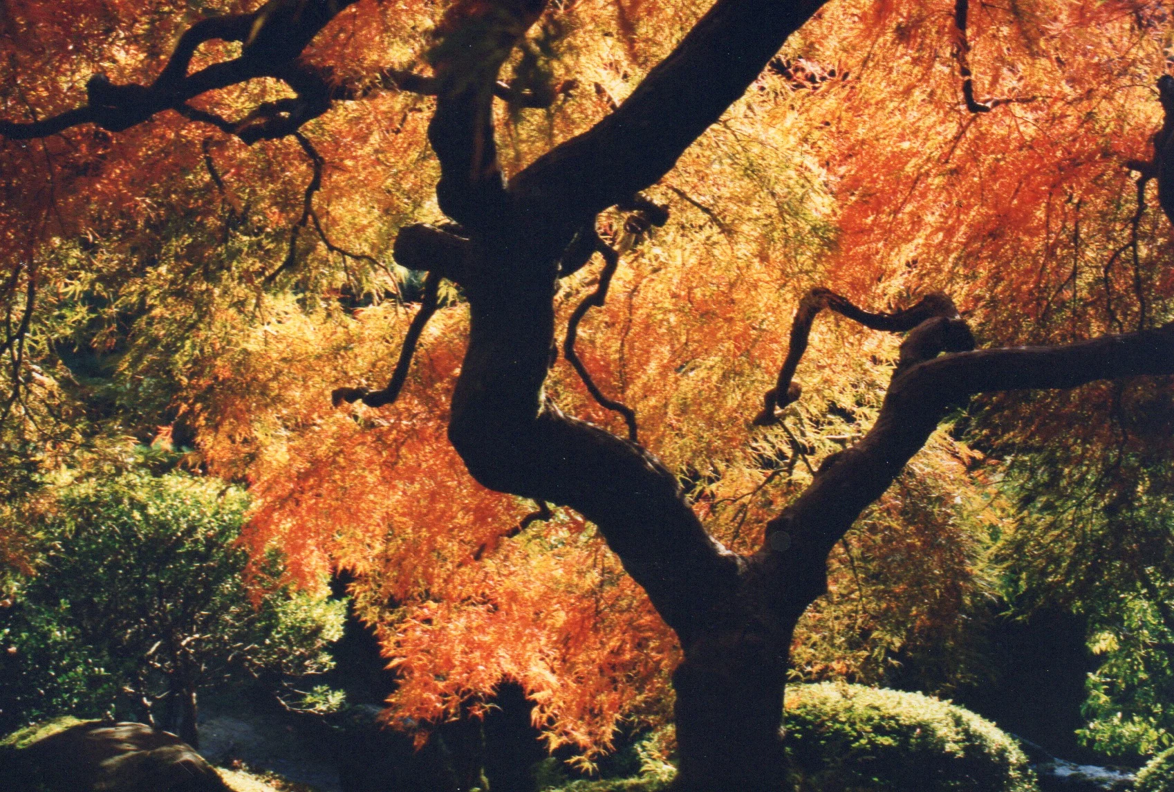 That Japanese Maple as I photographed it in 2000.