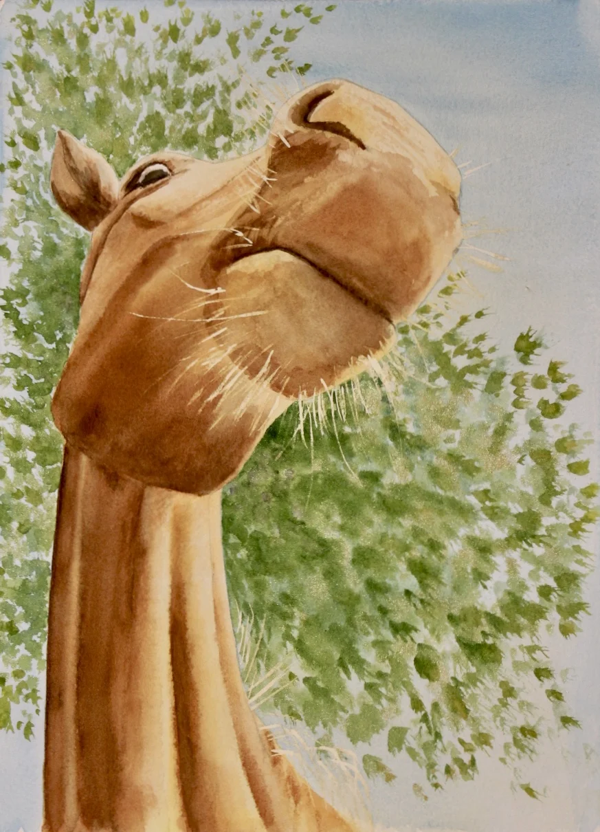 I resemble that remark . Watercolor on Arches 300 lb. paper