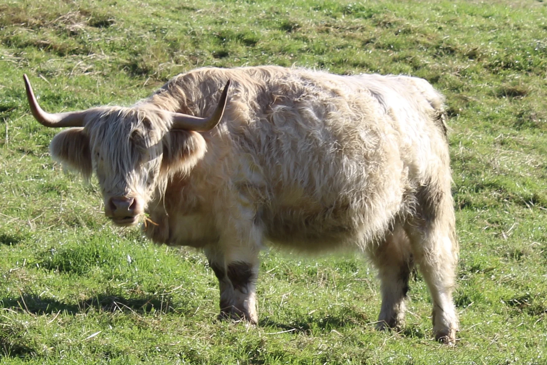 Fluffy coo