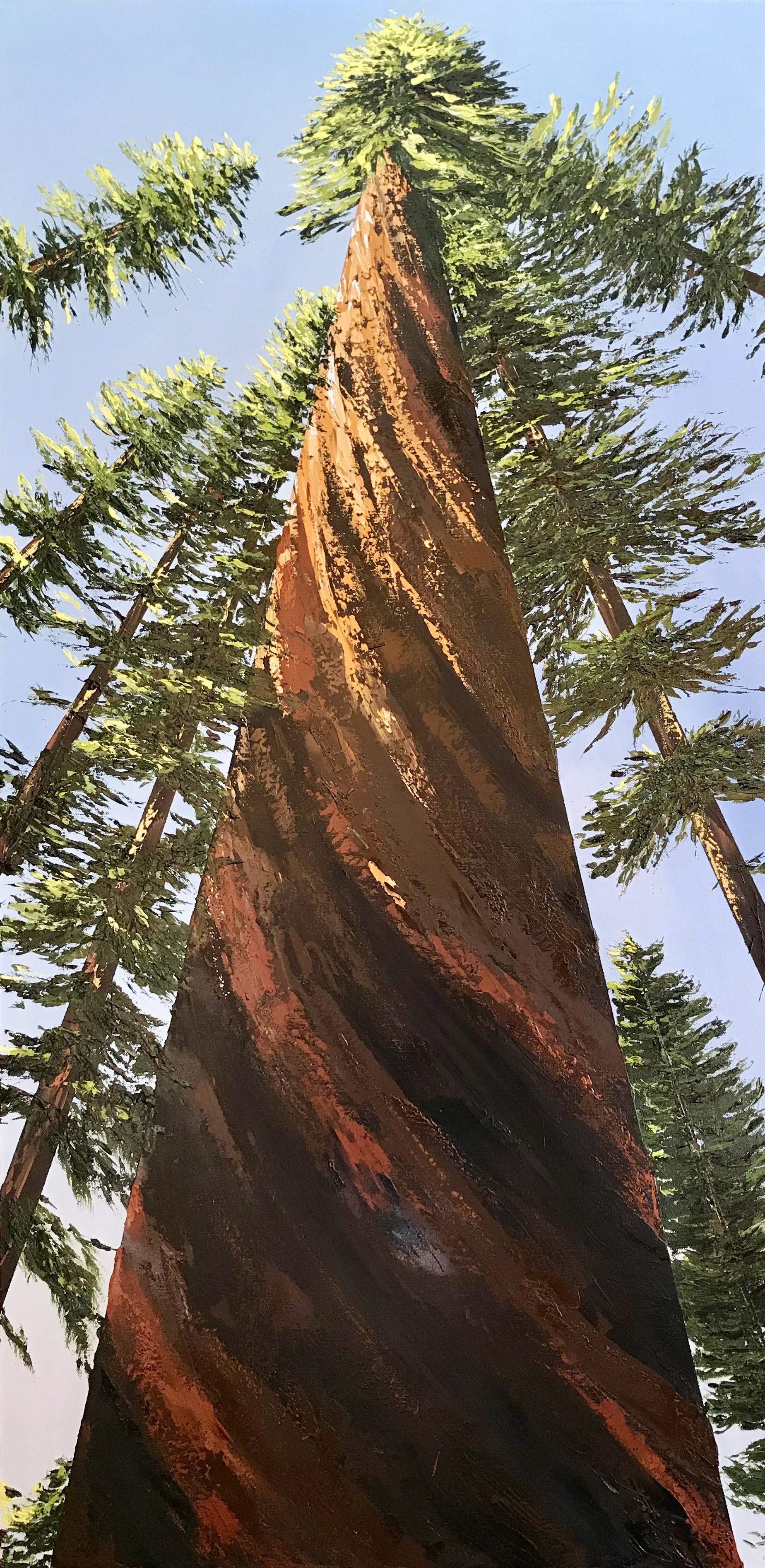 Sequoia Stands