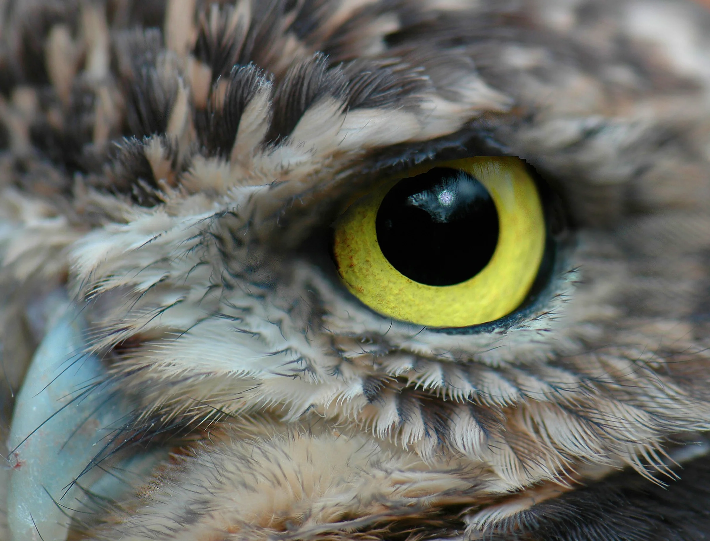 buow eye copy.jpg