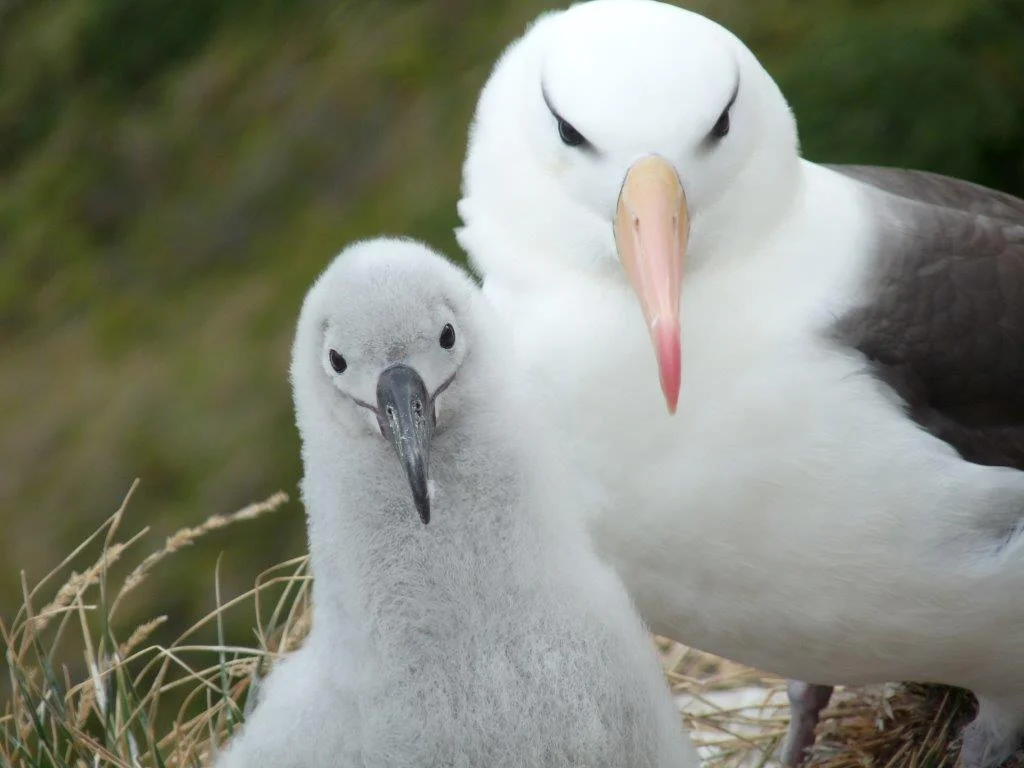 albatross.Seno Almirantazgo.Jan2012.jpg