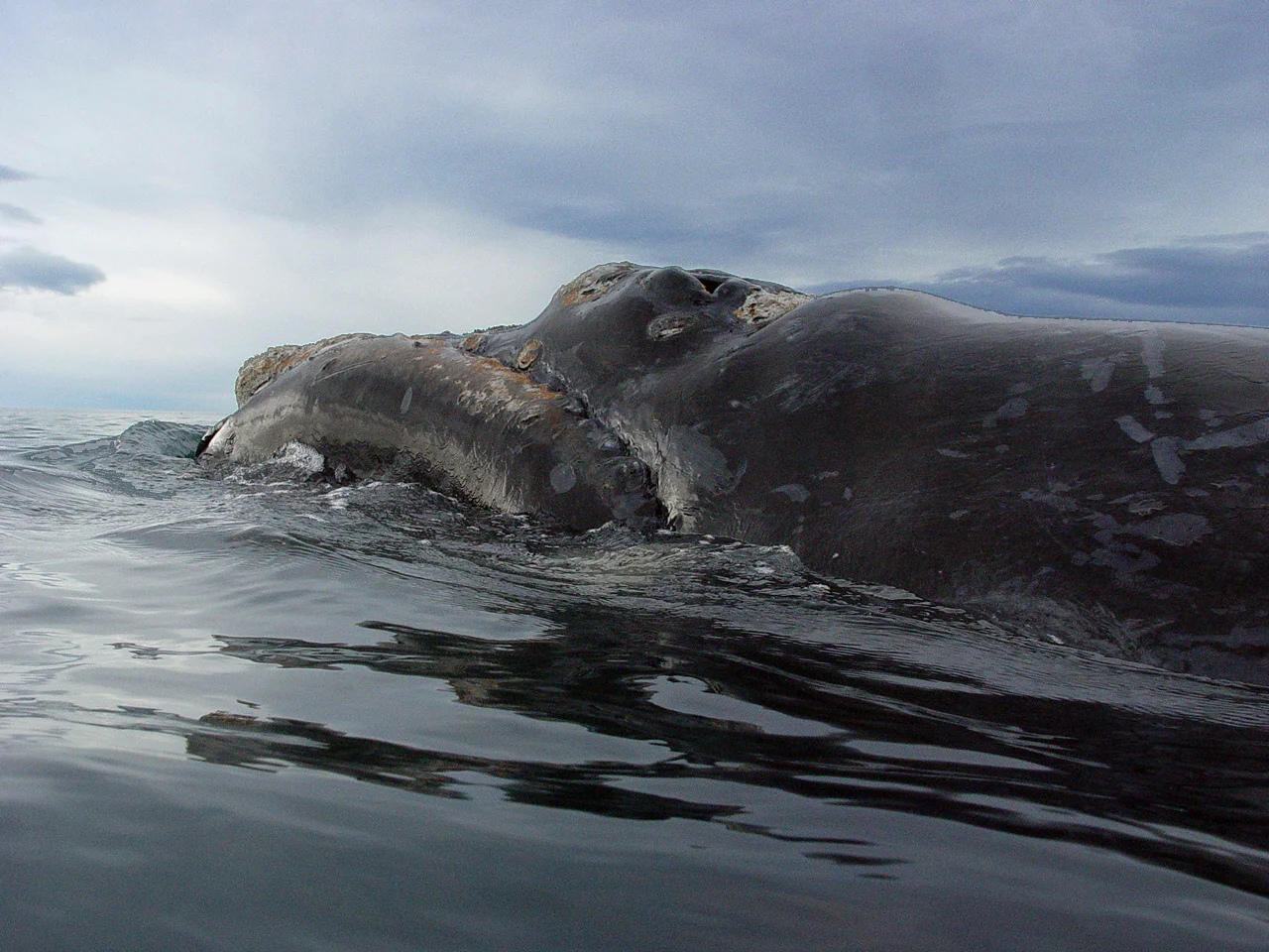Mariano Sironi / Instituto de Conservación de Ballenas