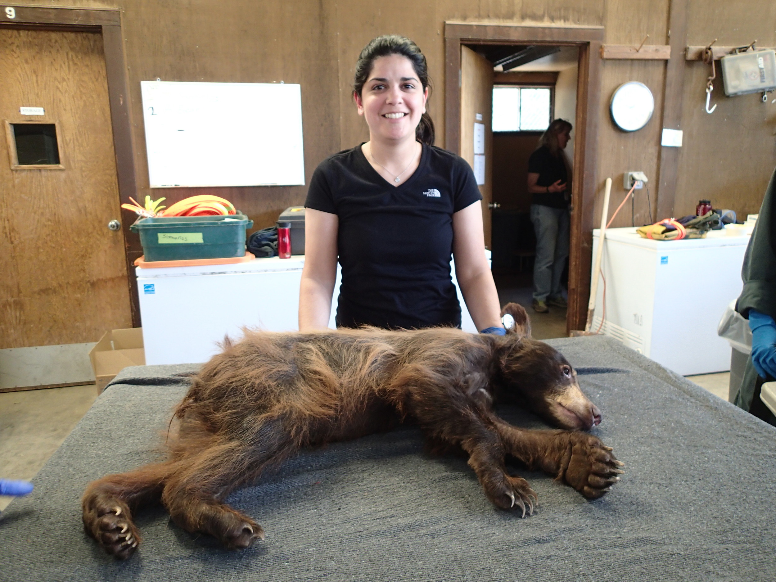 “This bear is a cub from Ojai, California who came to us with a severe mange infestation,” said Jamie. “We treated her for the infection and she was released back into the wild. This is during her final examination prior to release.” 