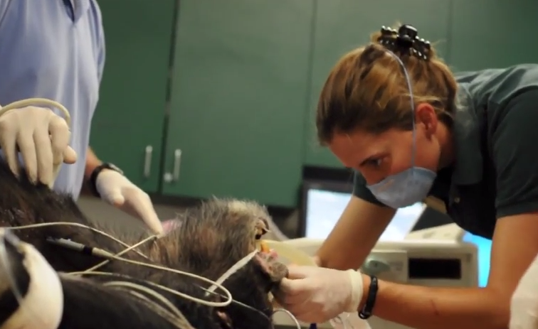 Meet Katie Delk, Zoo Medicine Resident — EVOTIS