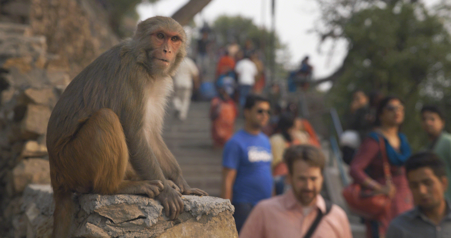 monkey-steps.jpg
