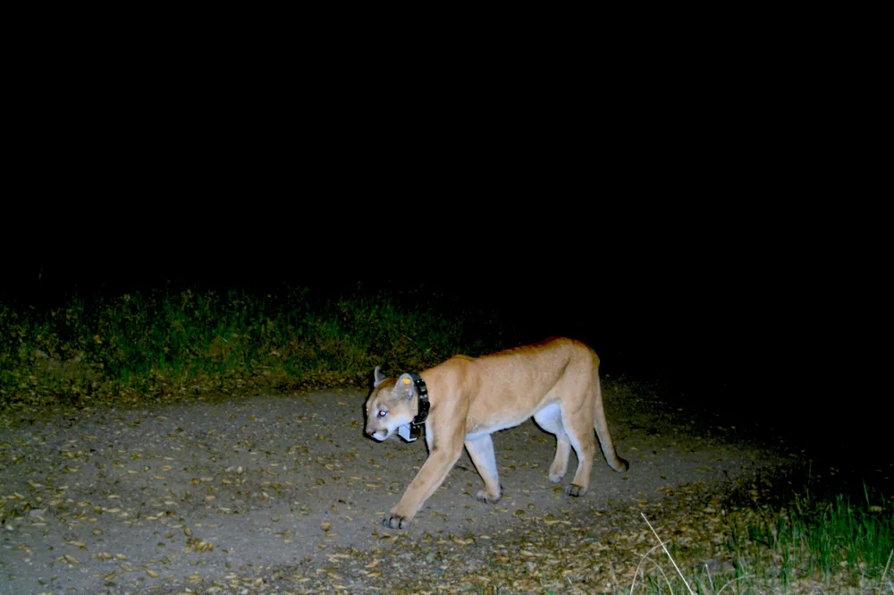 Mountain Lions Evotis