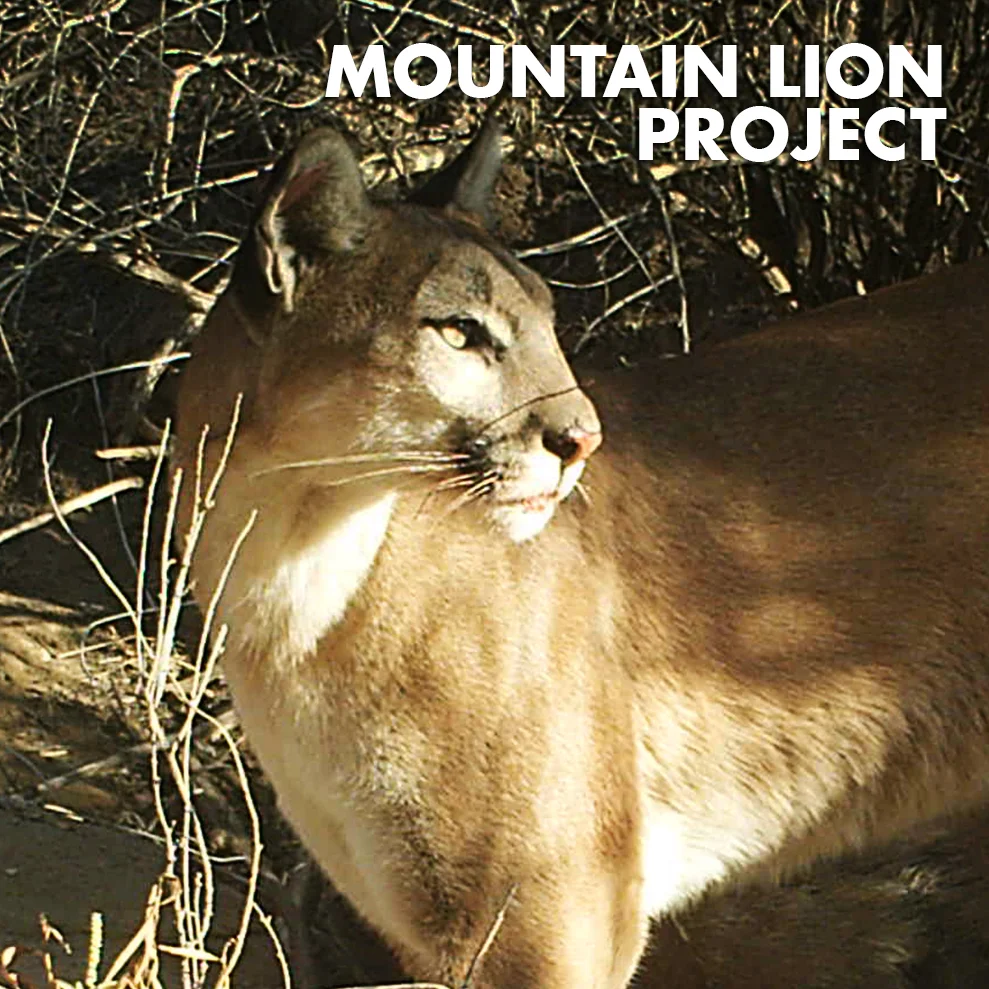 MOUNTAIN LION PROJECT-ICON.jpg