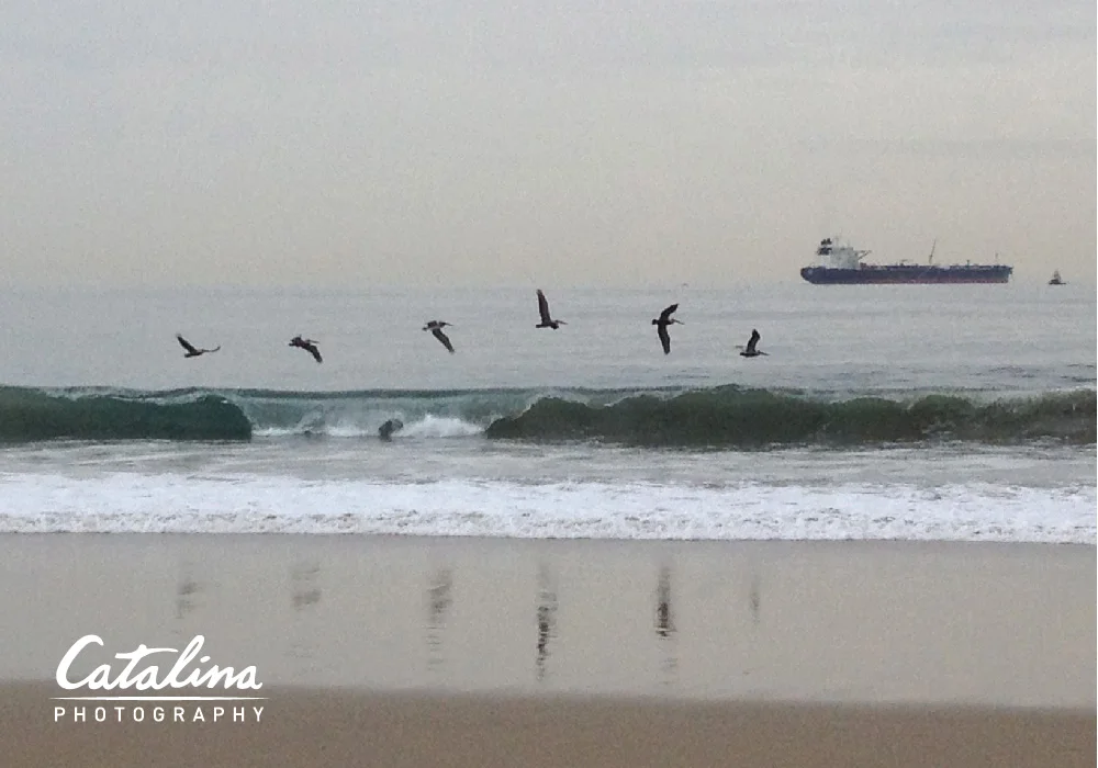 carissa_catalina_photo_pelicans.jpg