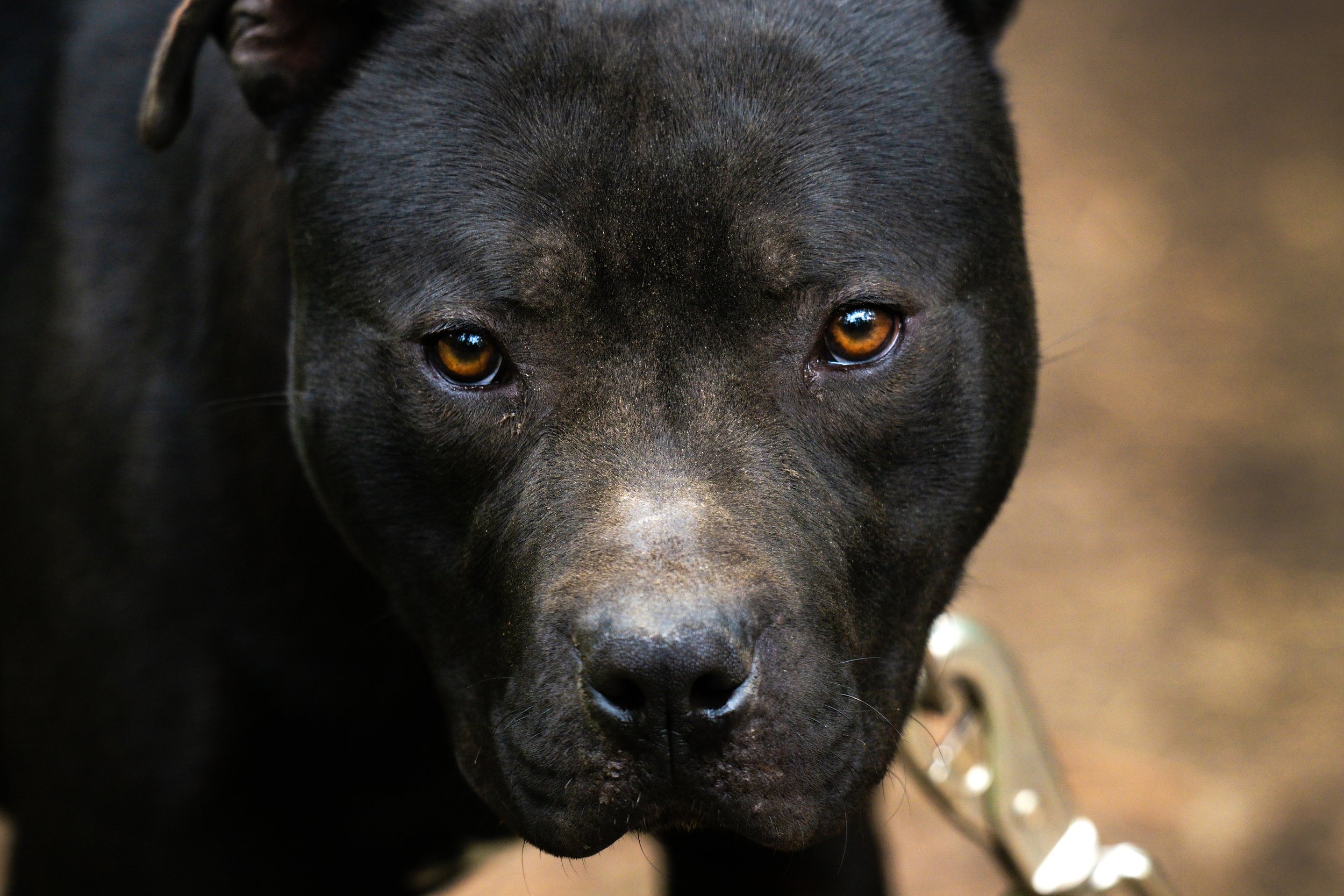 American Pit Bull Terrier