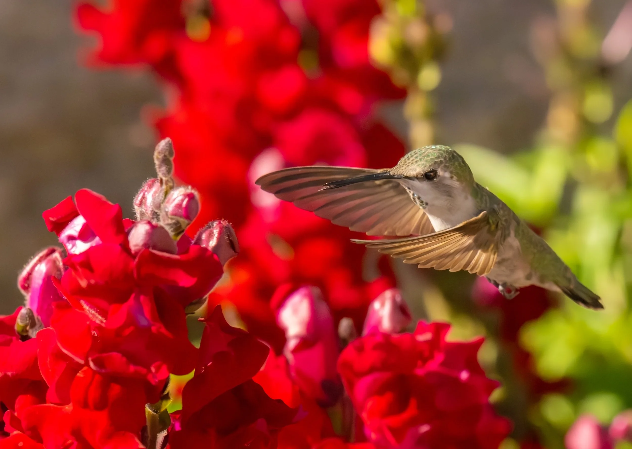 Nature Photography in the DMV and Beyond