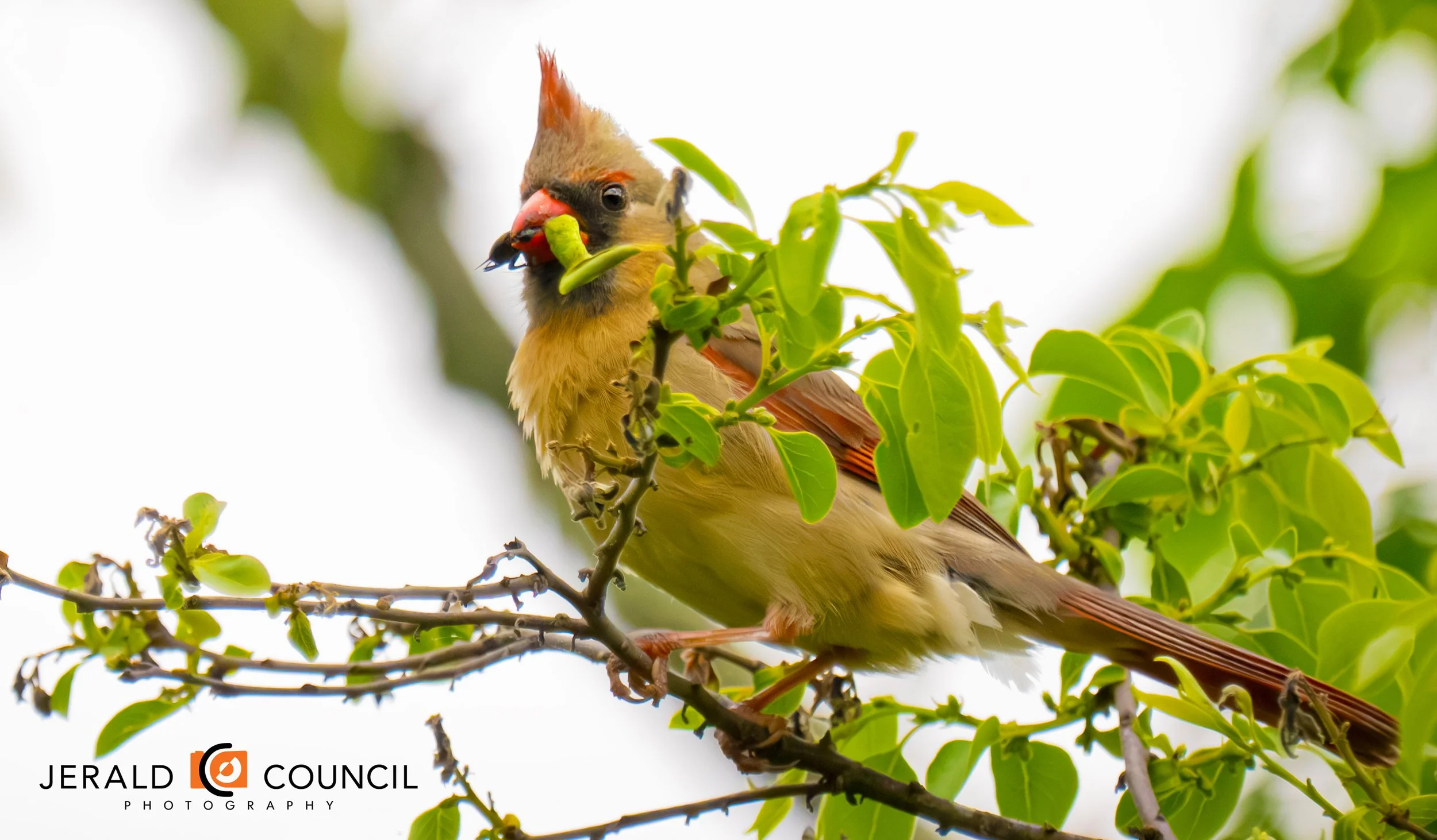 Wild Things at Huntley Meadows Park in Fairfax County
