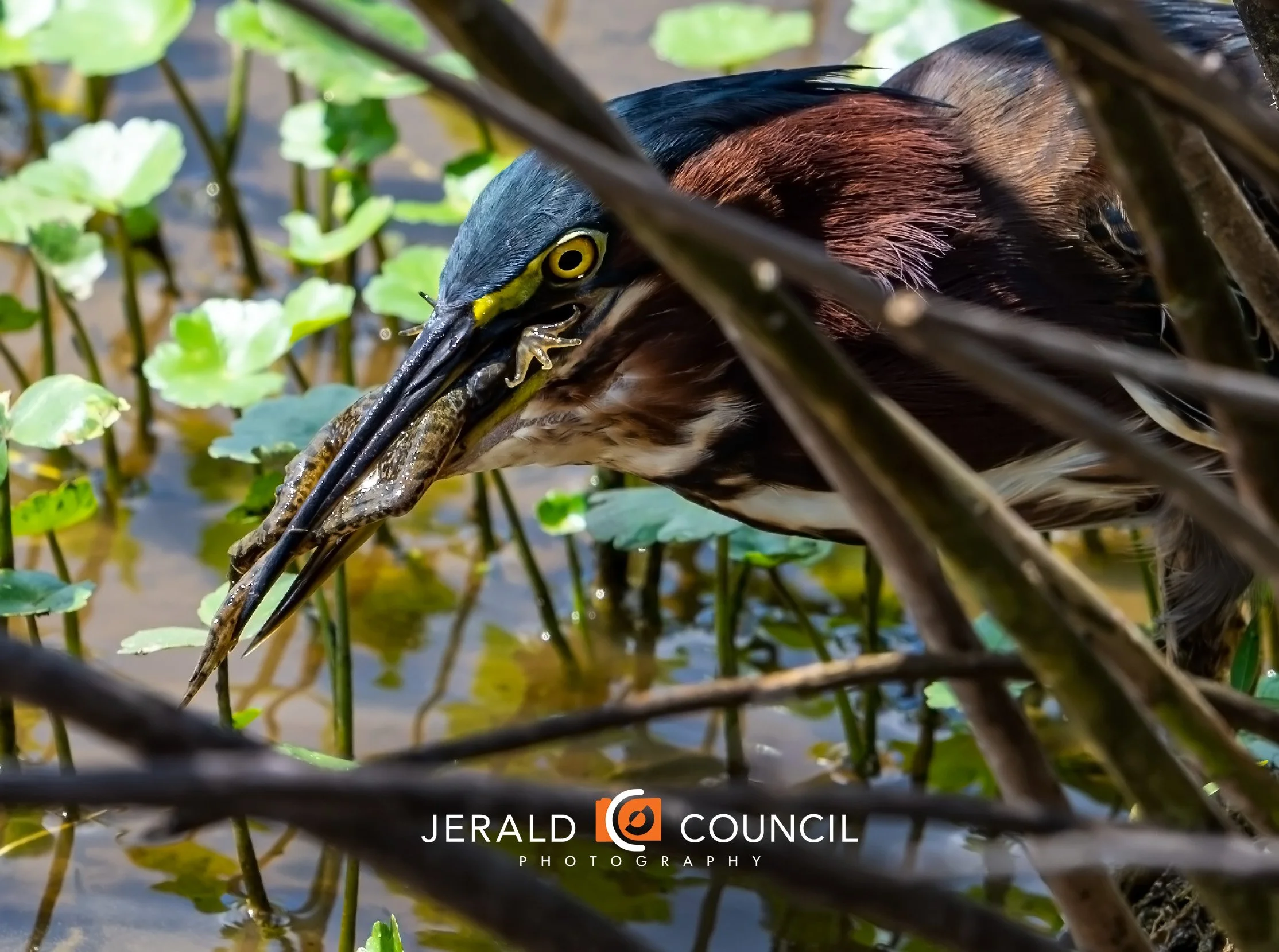 Green Herons are natural predators of frogs