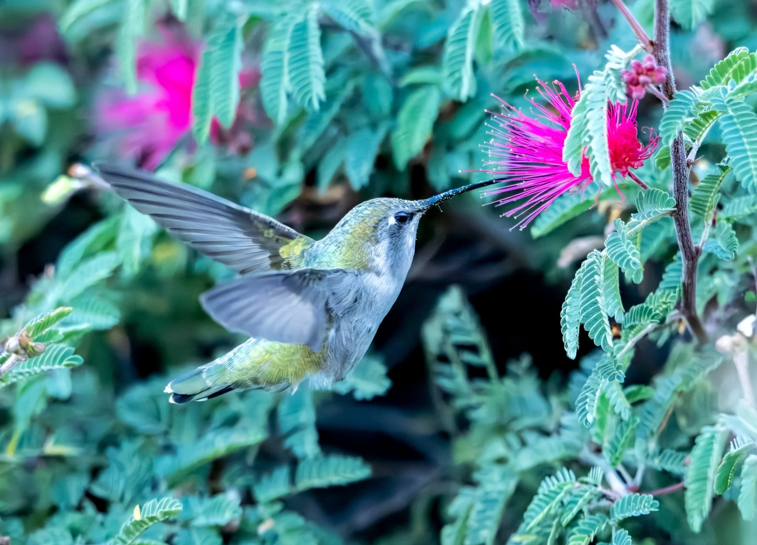 Humming Bird_15small.jpg