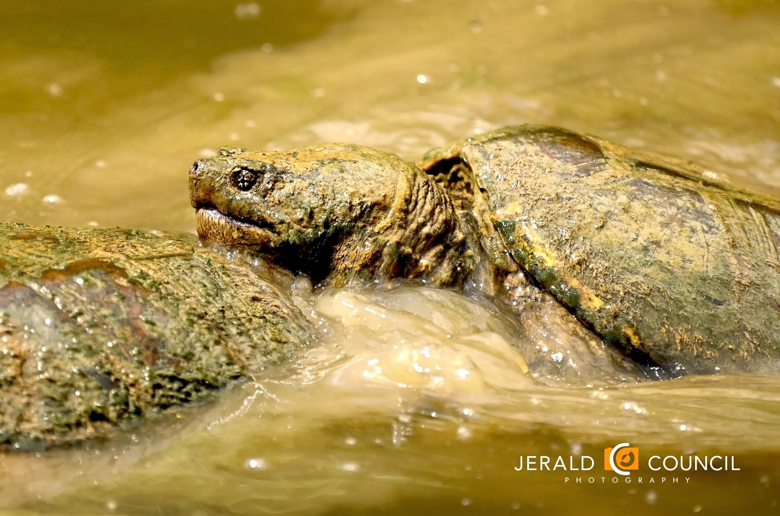 A common snapping turtle engaged in a mating attempt.