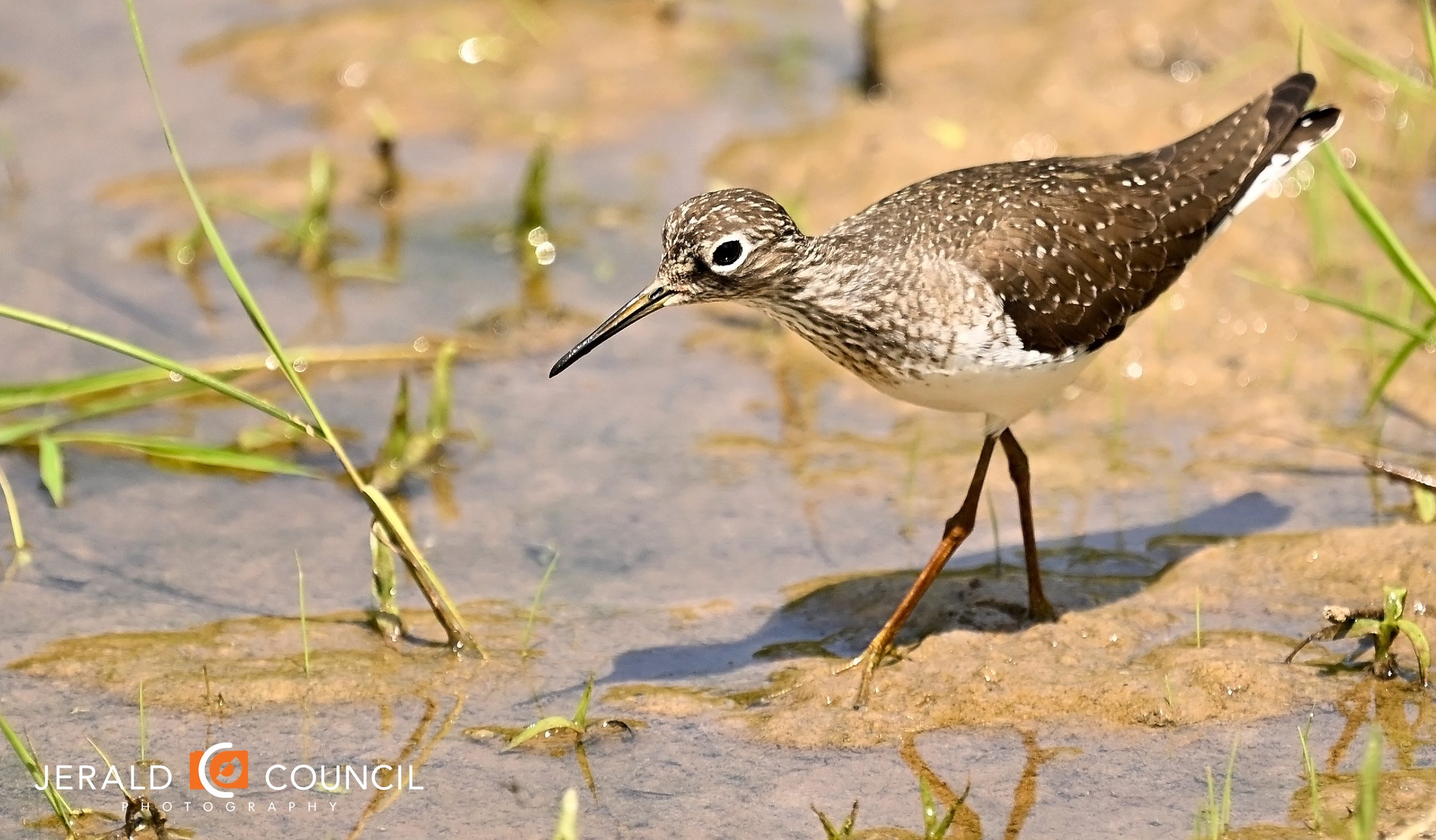 The solitary sandpiper is named for its solitary habits and is often observed alone.