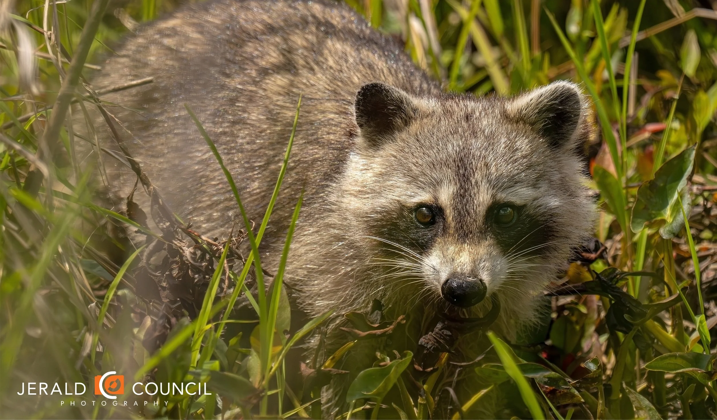 Northern raccoons are incredibly smart creatures. They’re known for being very dexterous, active at night and expert swimmers.