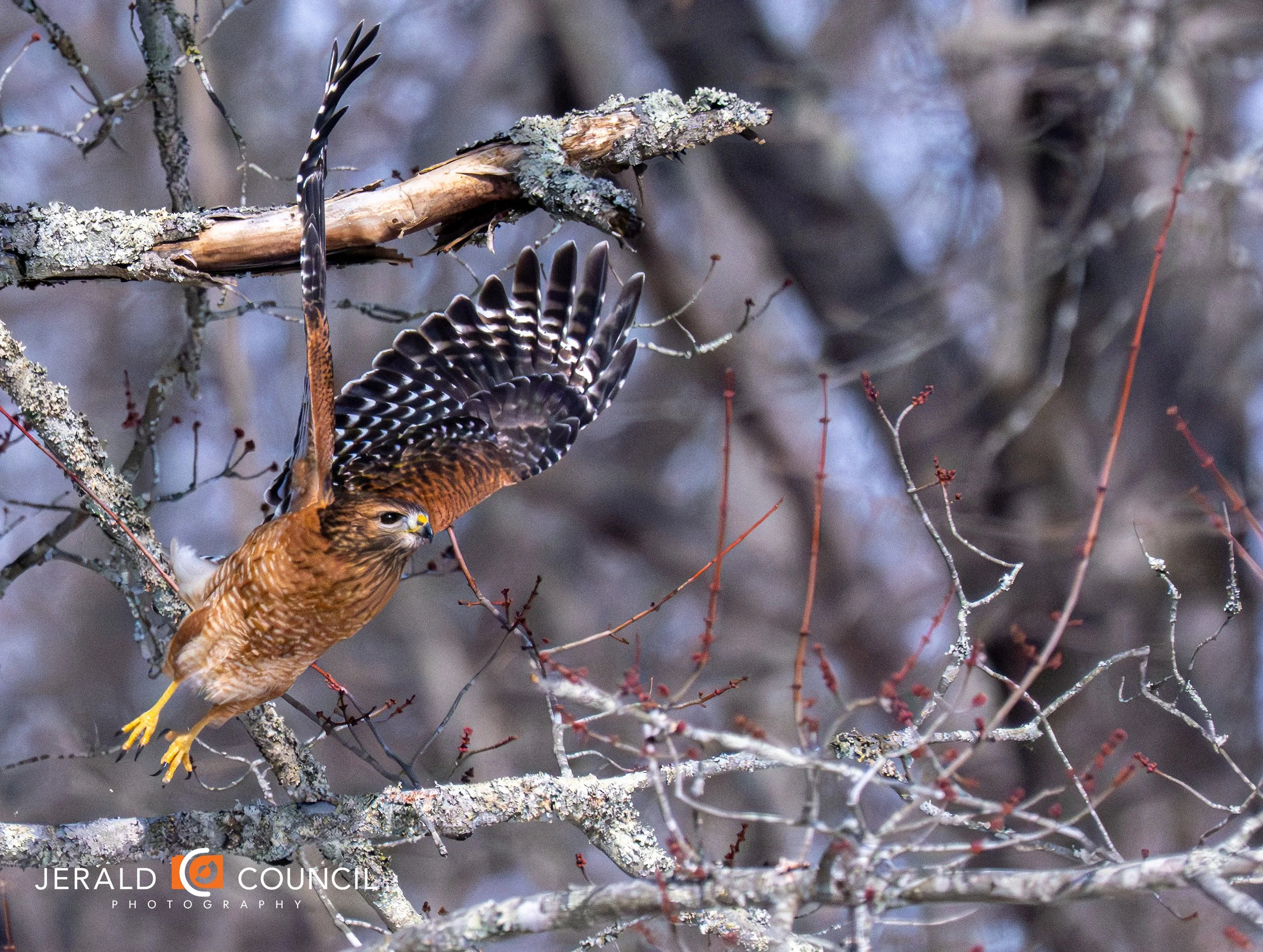 Red-shouldered hawk taking flight at Huntley Meadows Park in Alexandria, Virginia.
