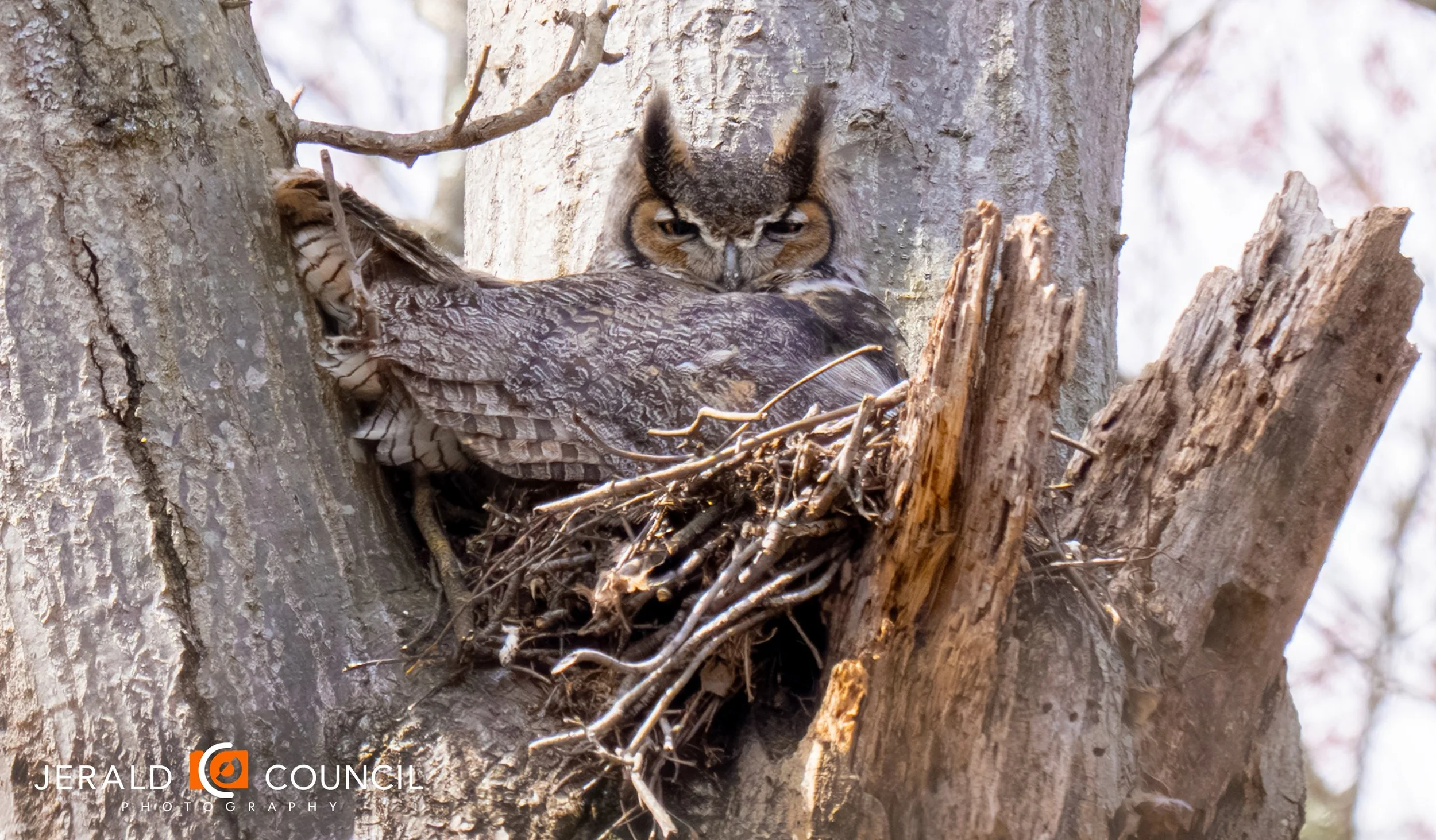 The great horned owl’s color helps it blend in with tree bark, making it difficult to spot.
