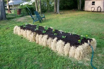 Hay bale garden.