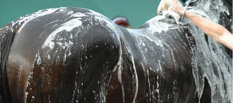 horse wash tigger.jpeg