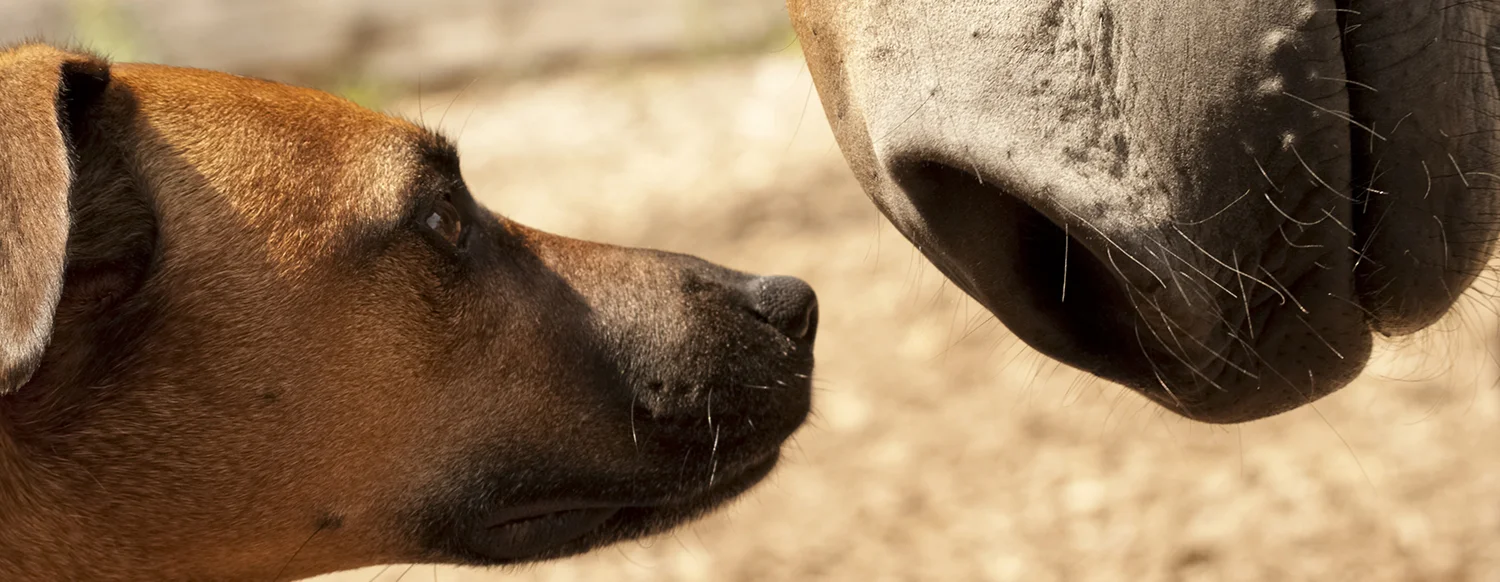 dog and horse talking.jpg