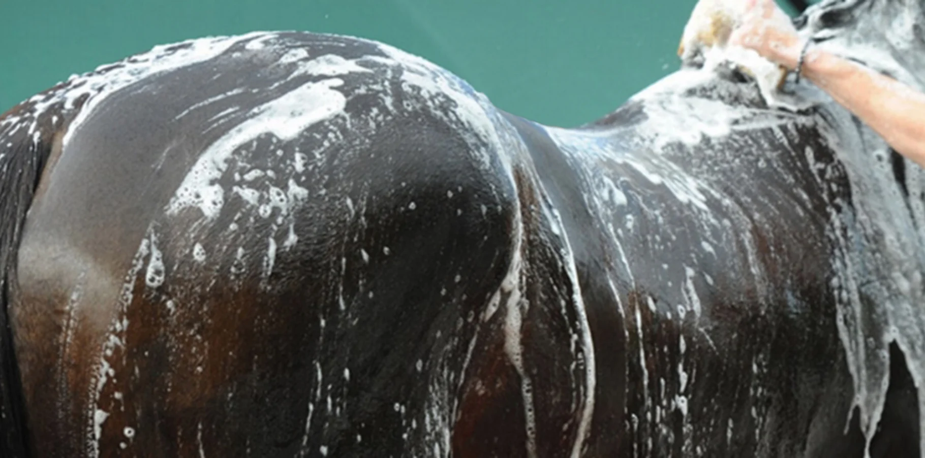 Warhorse Equine Shampoo provides nourishing oils and a rich lather that cleans, brightens colors, and leaves coats shiny and healthy.