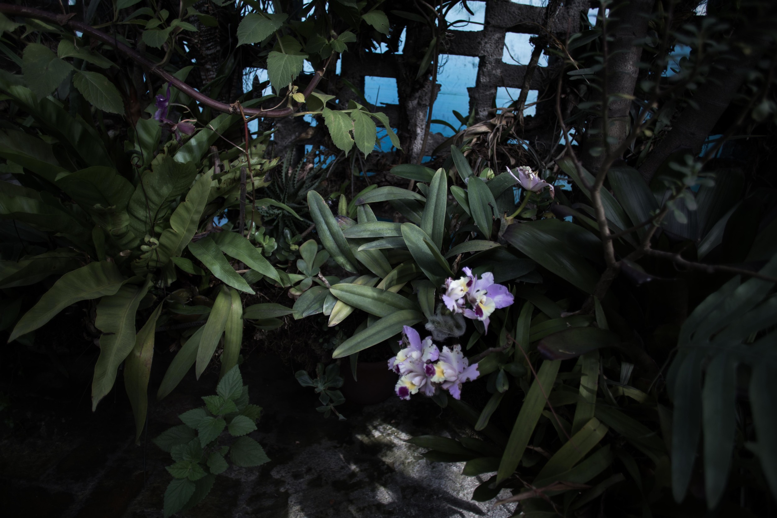 orchids_-4.jpg