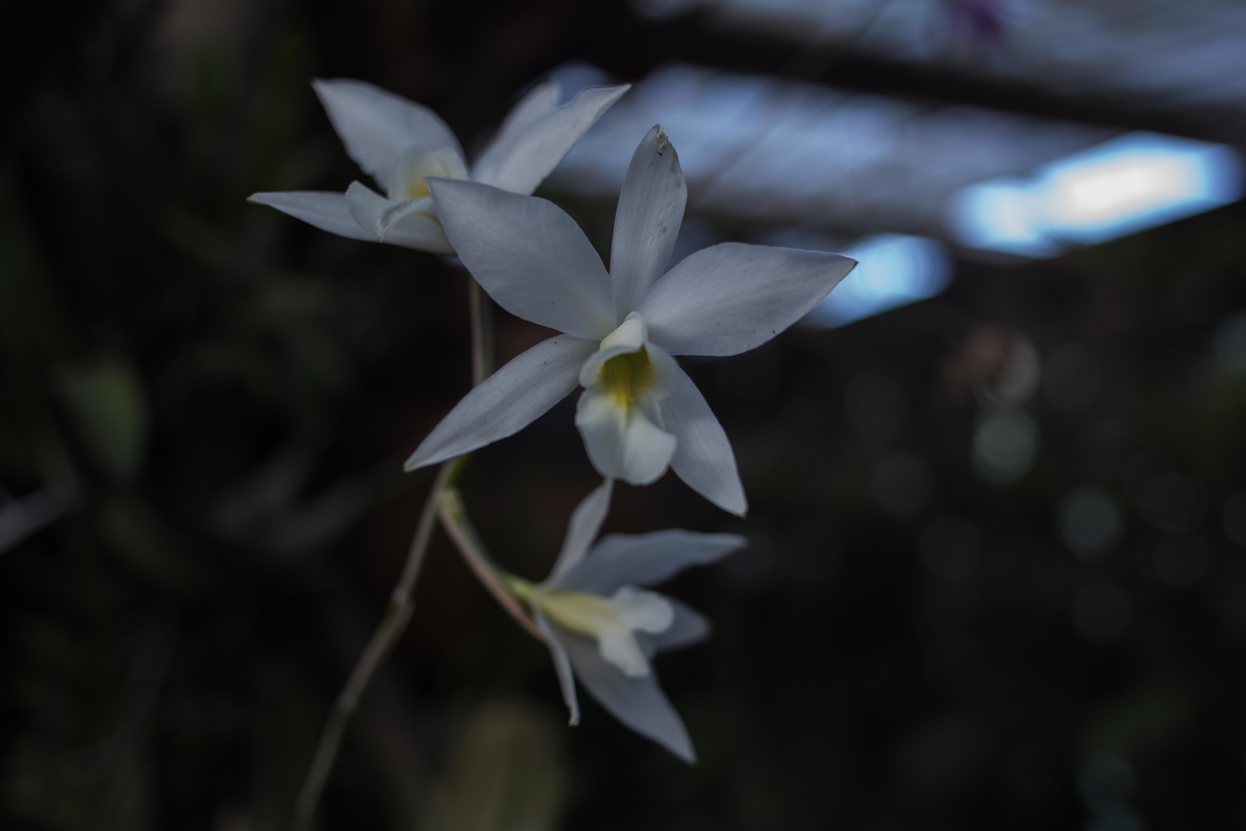 orchids_-9.jpg