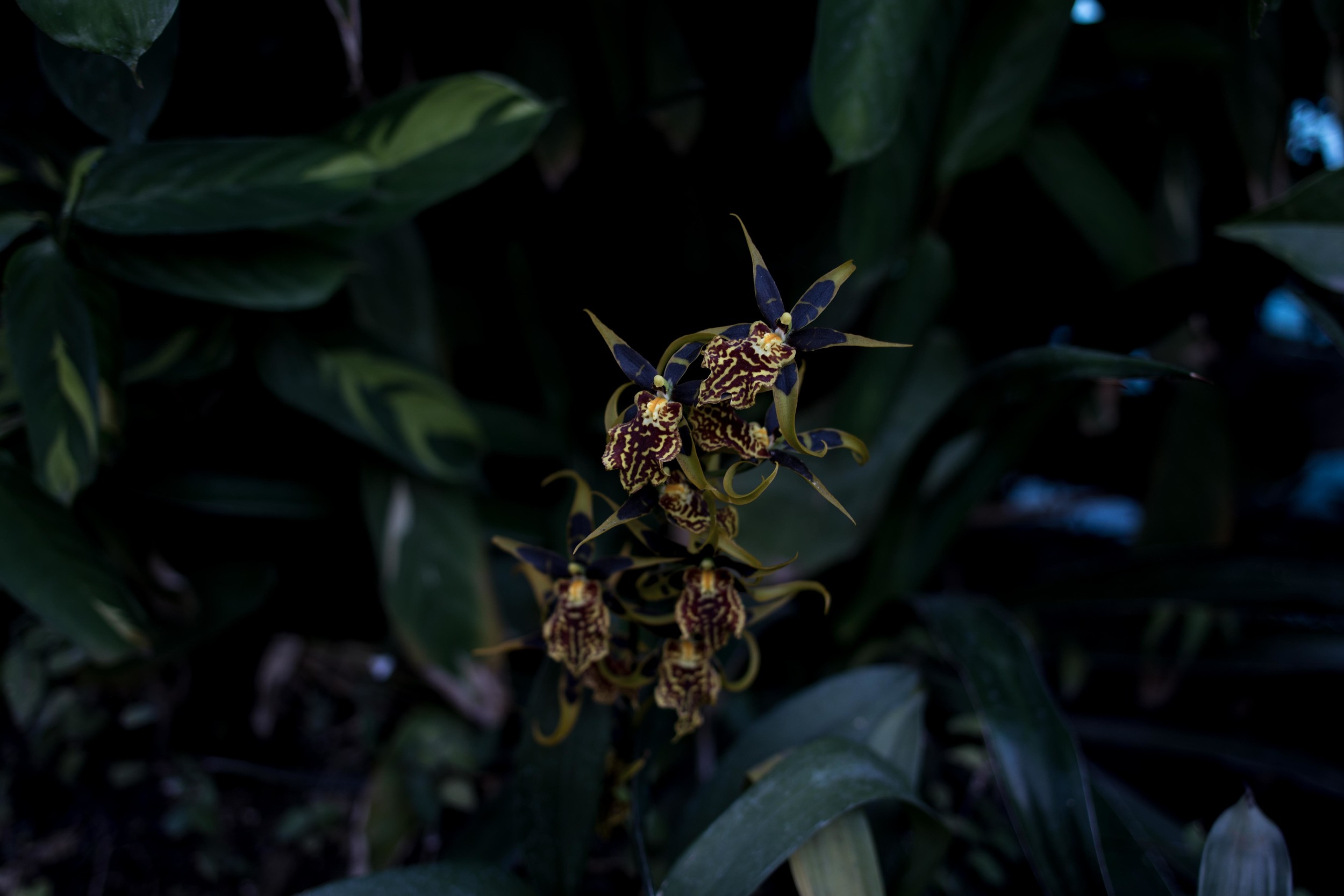 orchids_-11.jpg