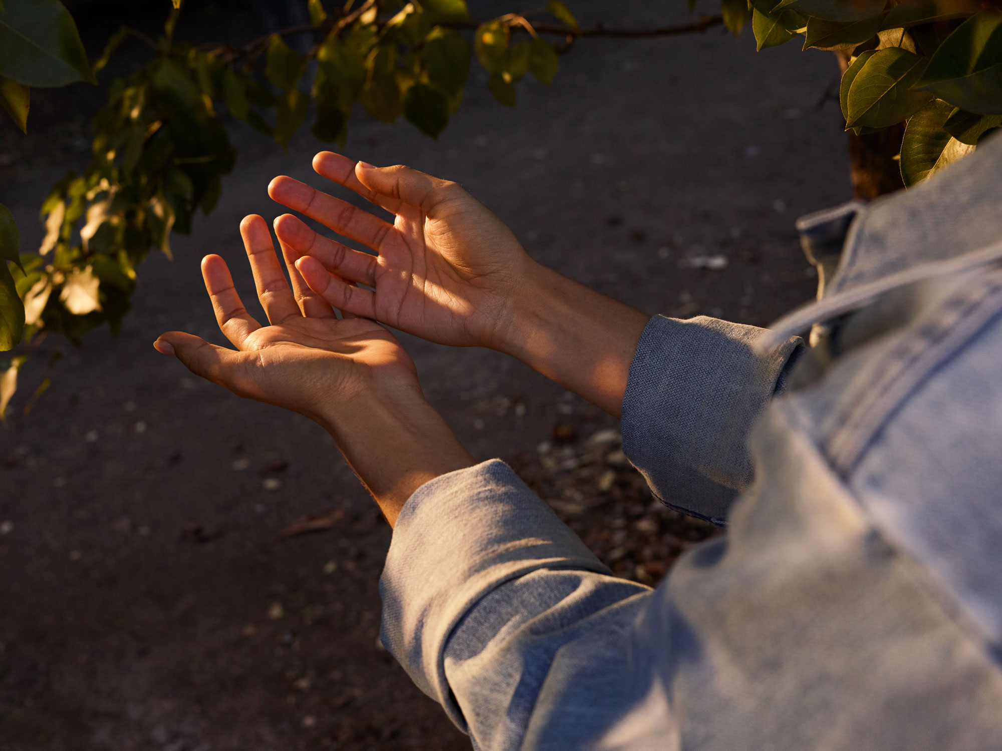 Brand_Orchard_PearTreeHands_3190_RGB_v2.jpg