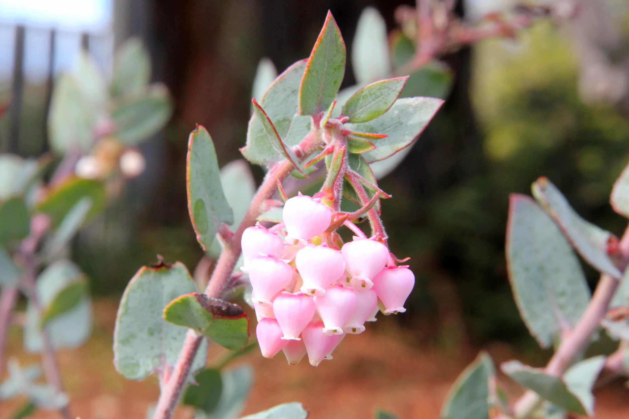arctostaphylos_pajaroensis.JPG