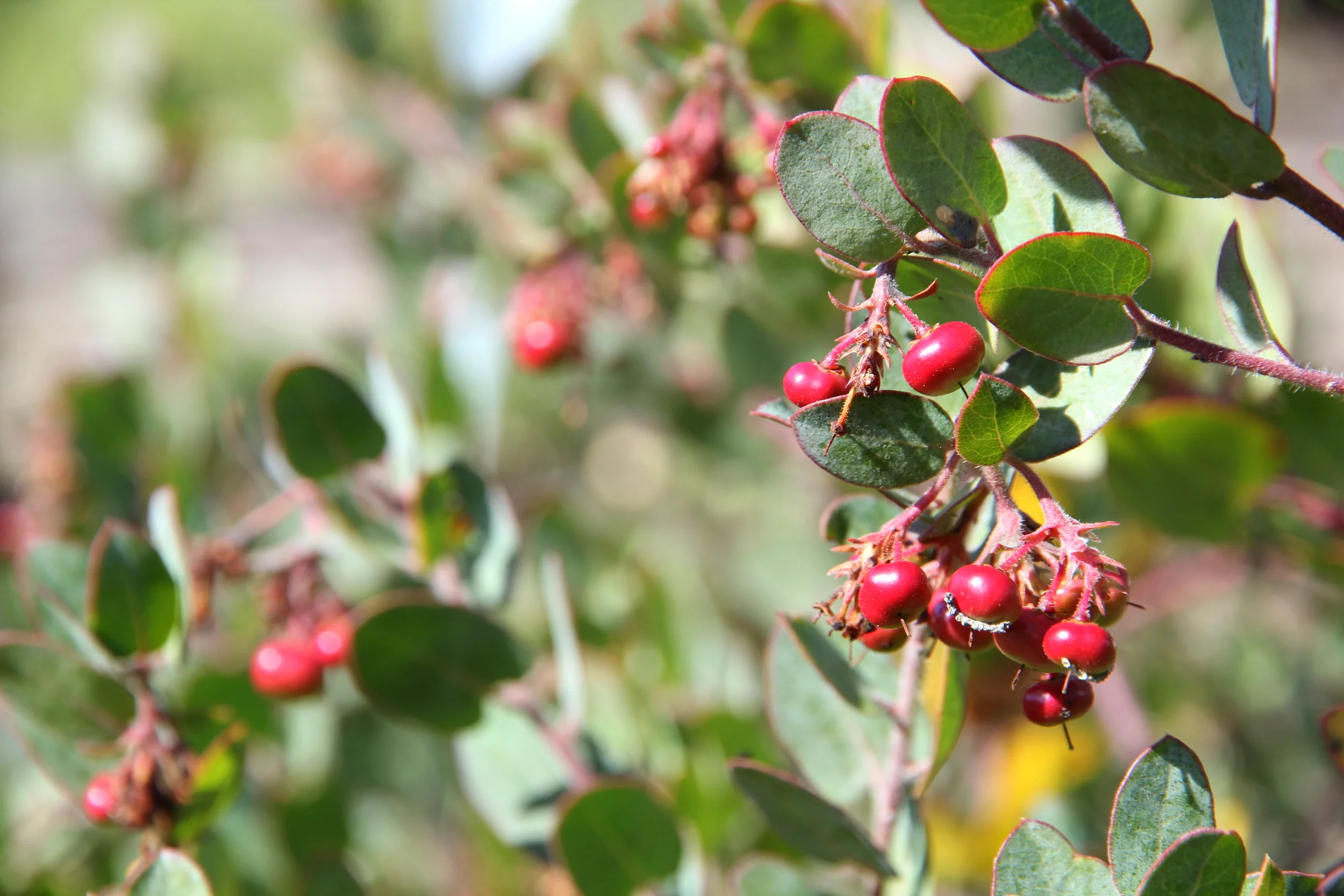 arctostaphylos_pajaroensis_warren_roberts.JPG