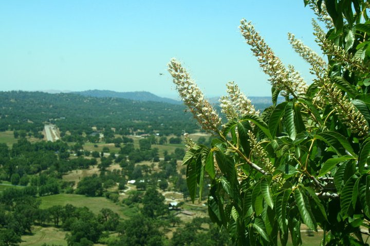 aesculus_californica_buckeye.jpg