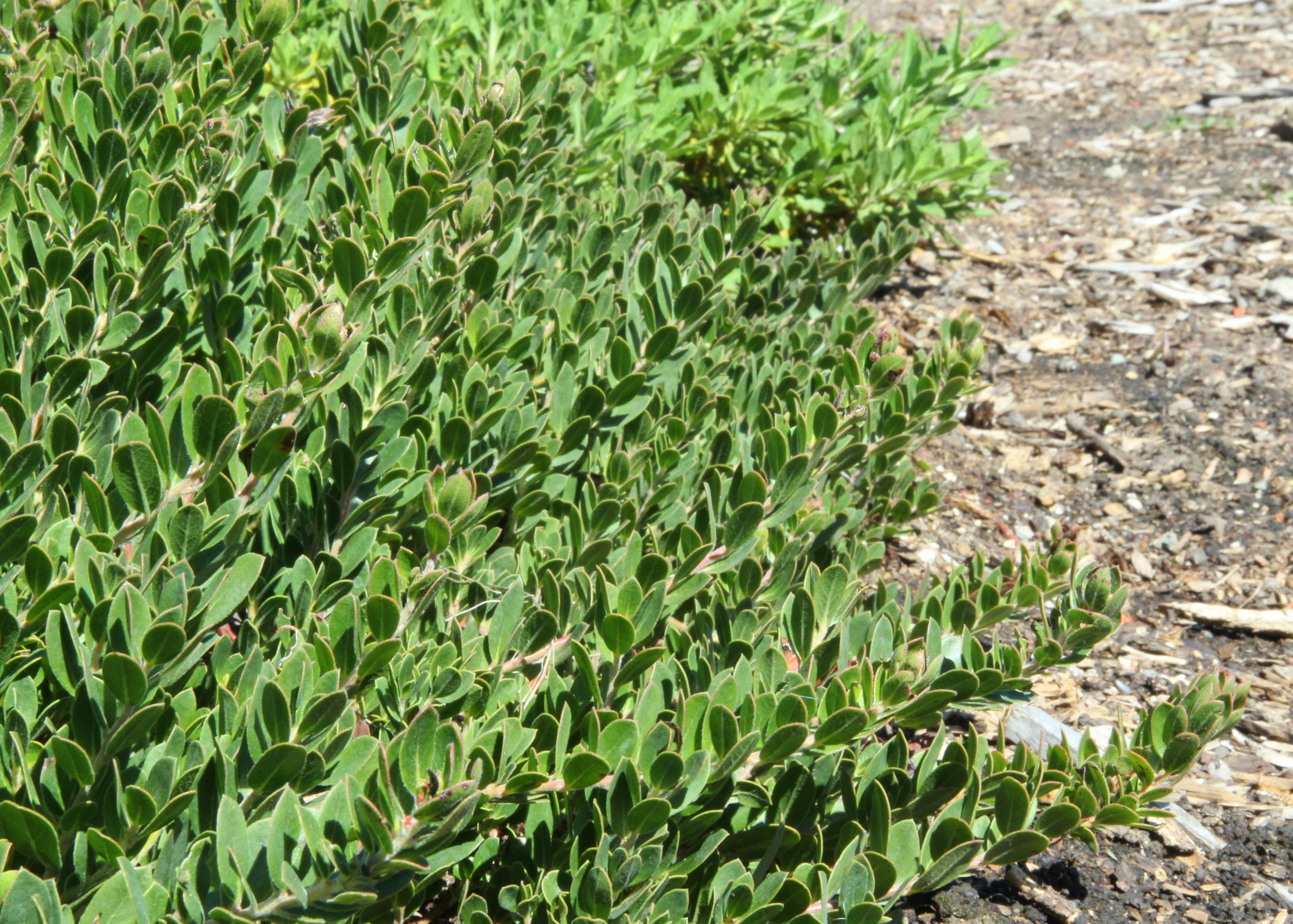 arctostaphylos_rosy_dawn.JPG