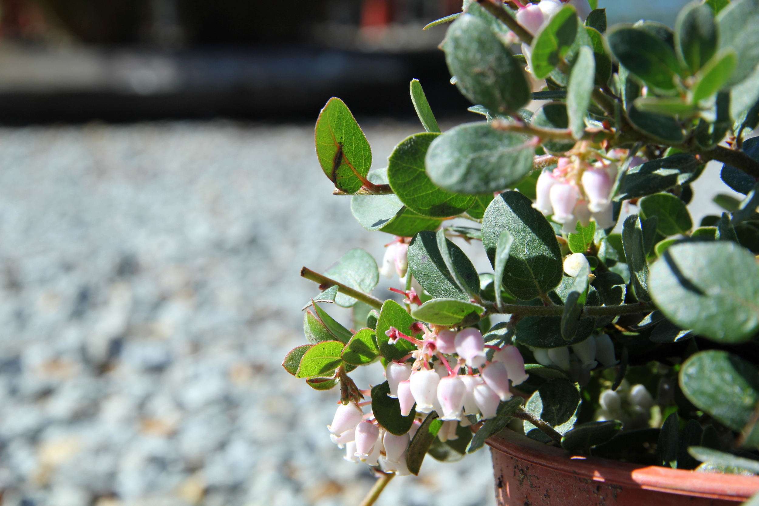 Arctostaphylos_rosy_dawn_1.JPG