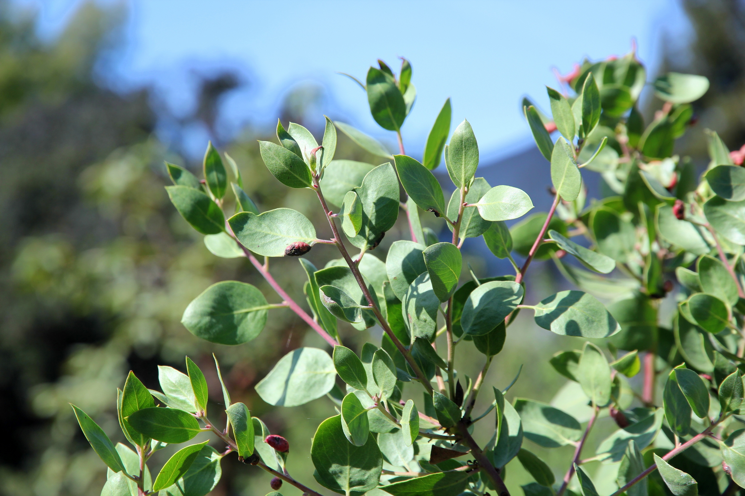 Image of Toyon manzanita companion plant